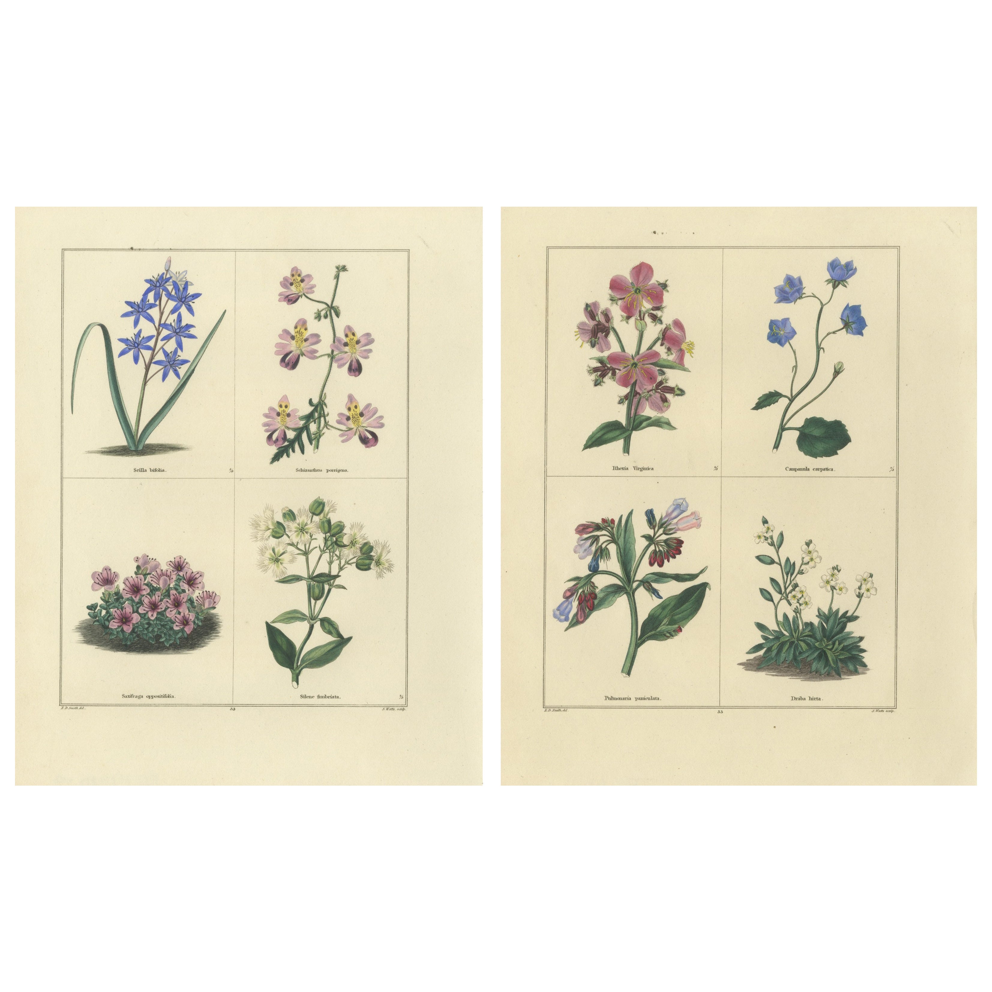 Paar eleganter handkolorierter botanischer Blumendrucke, London 1828