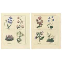 Antique Pair of Elegant Hand-Colored Botanical Flower Prints, London 1828