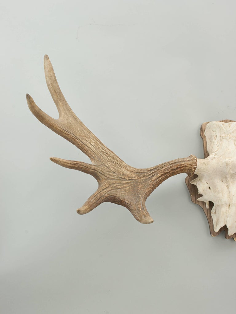 Pair of Elk, Moose Antlers For Sale at 1stdibs
