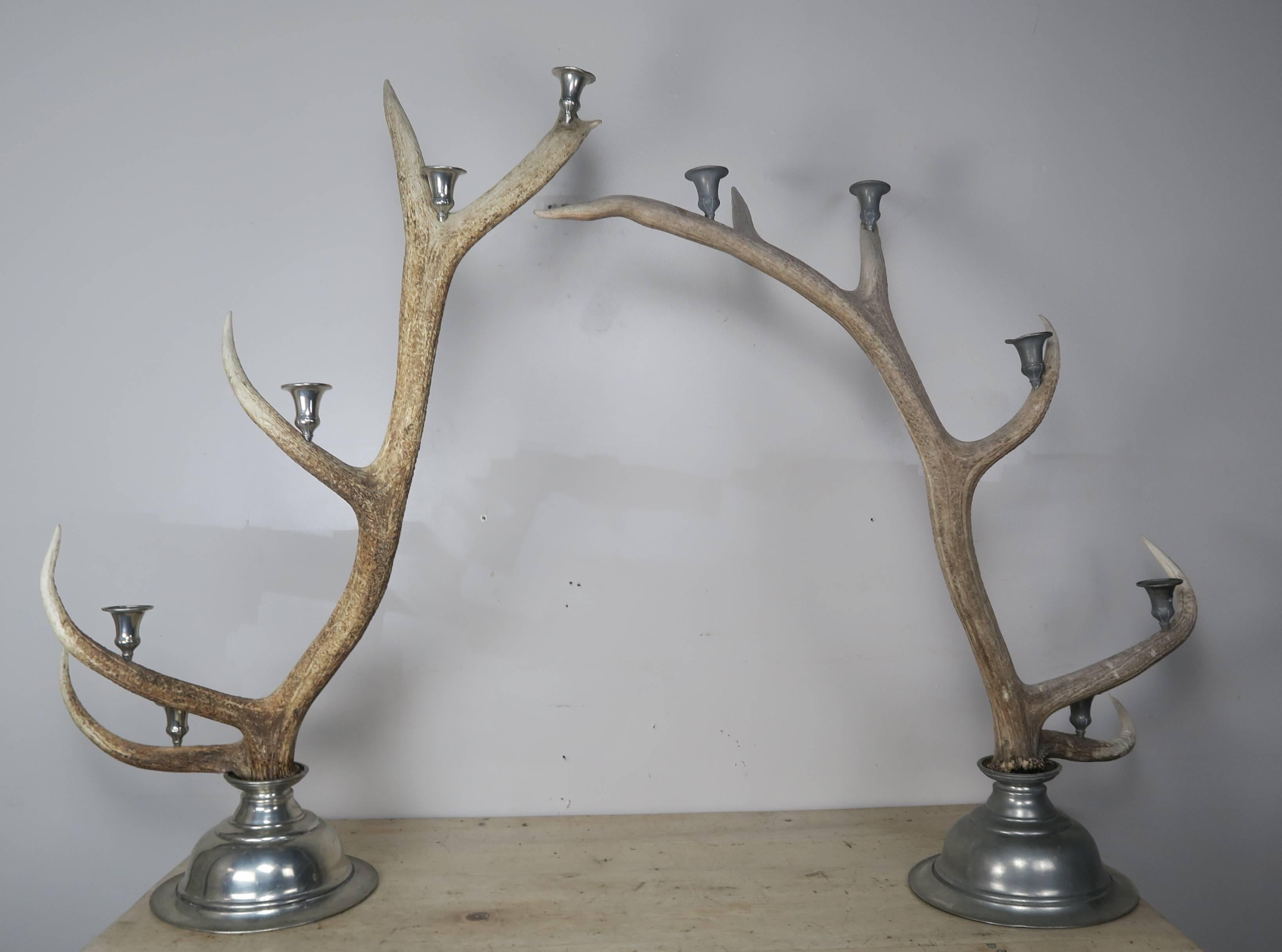 Pair of monumental English elk antler and pewter candleholders from the early 1900s.