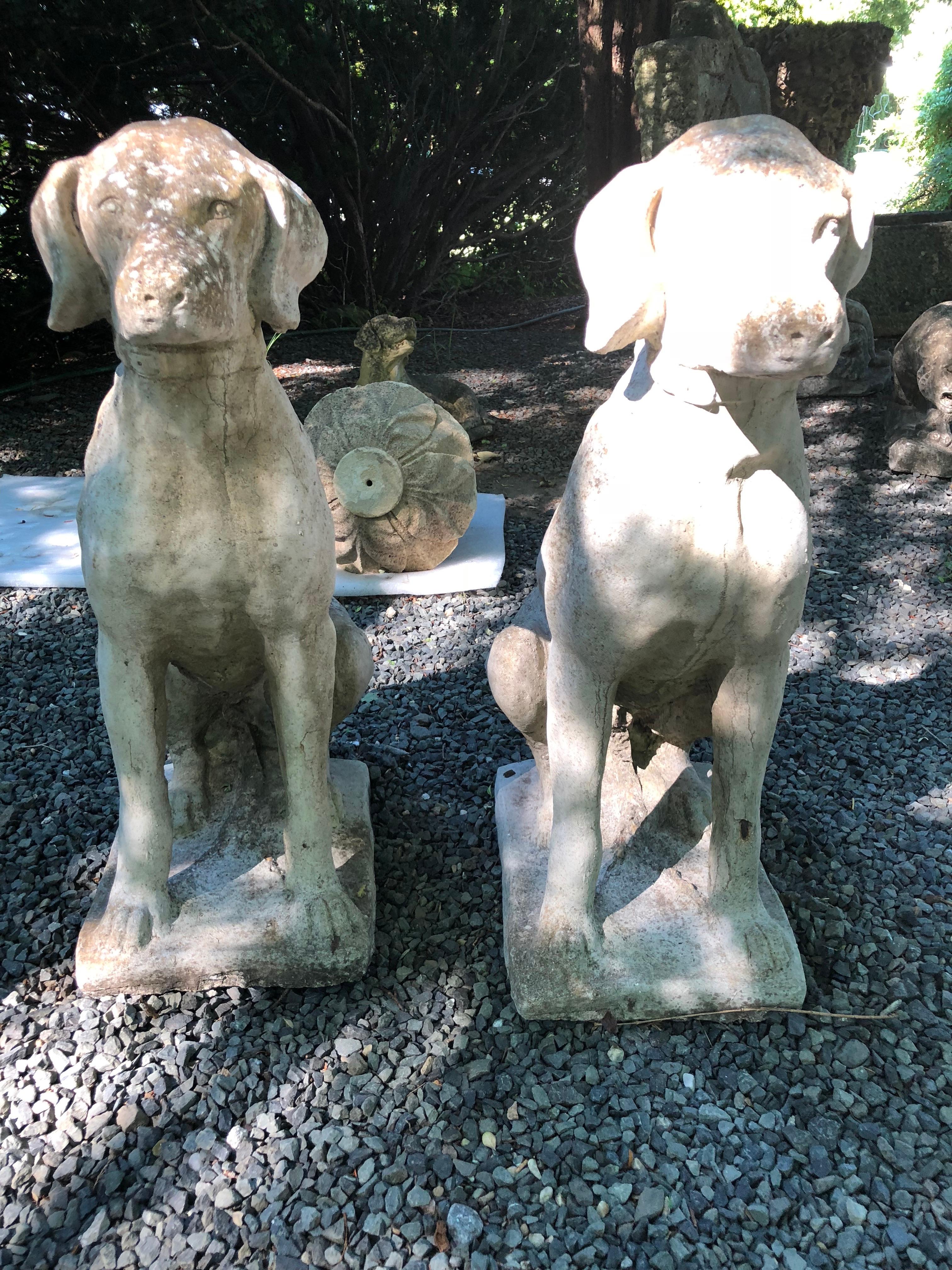 This lovely pair of cast stone hounds features light weathering with some lichen to the heads and backs that will continue to deepen if kept outside. Their alert expression makes them perfect candidates to act as sentries to your front door or