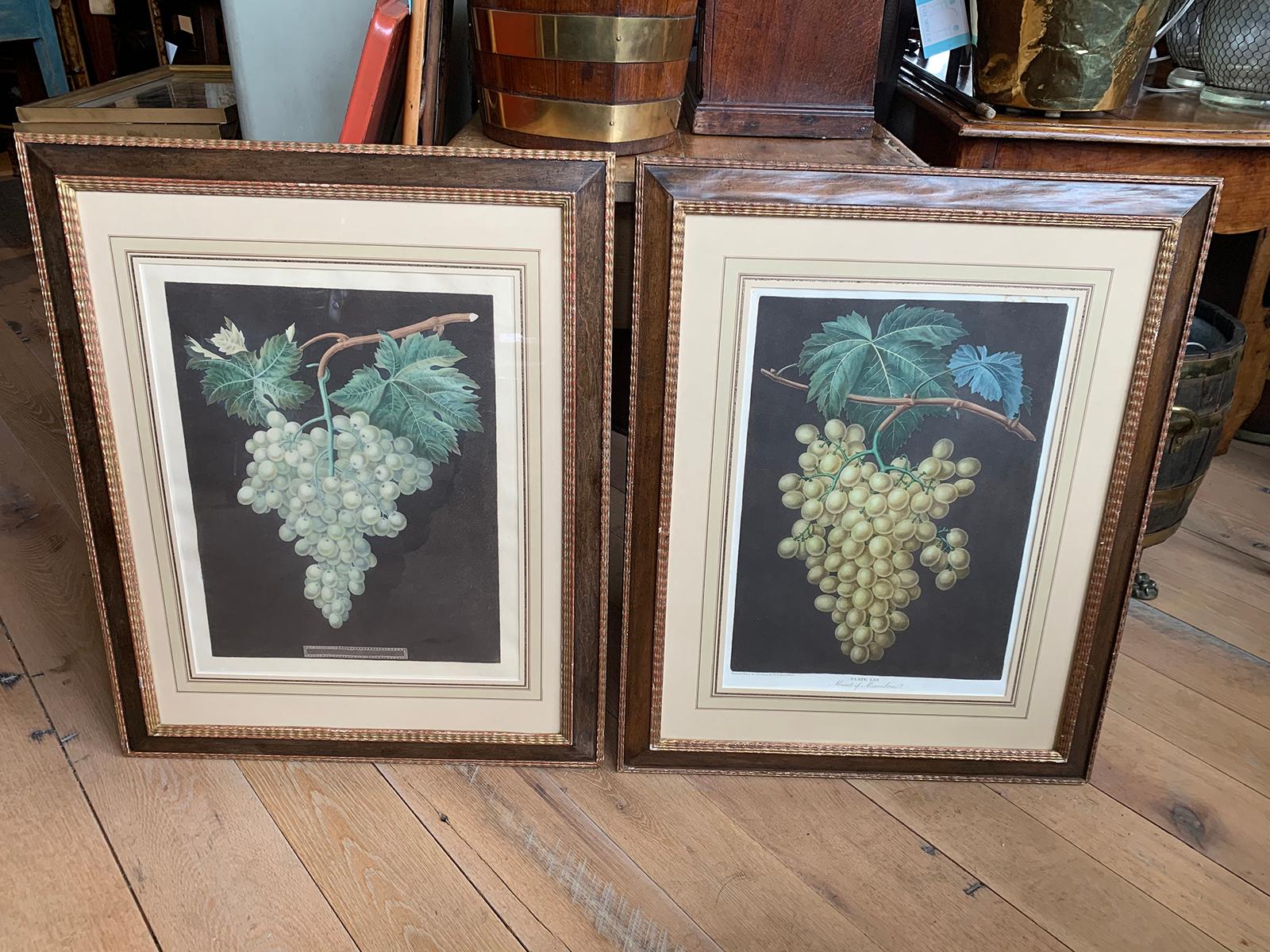 Pair of early 19th century circa 1812 English hand colored aquatint engravings of grapes by George Brookshaw
from 