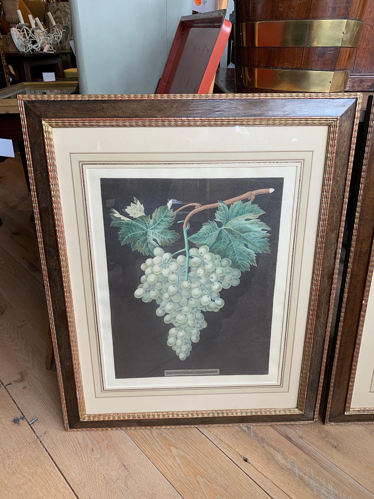 19th Century Pair of English Hand Colored Aquatint Engravings of Grapes by George Brookshaw For Sale