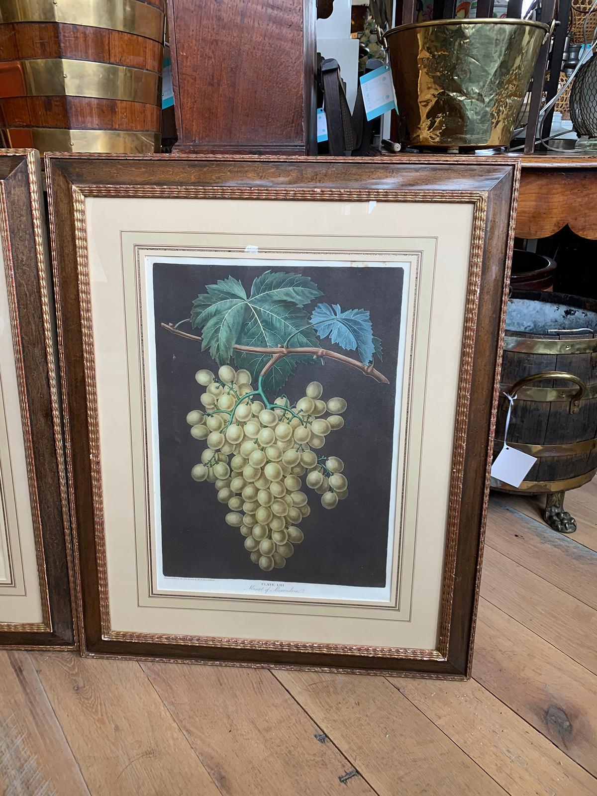 Paper Pair of English Hand Colored Aquatint Engravings of Grapes by George Brookshaw For Sale