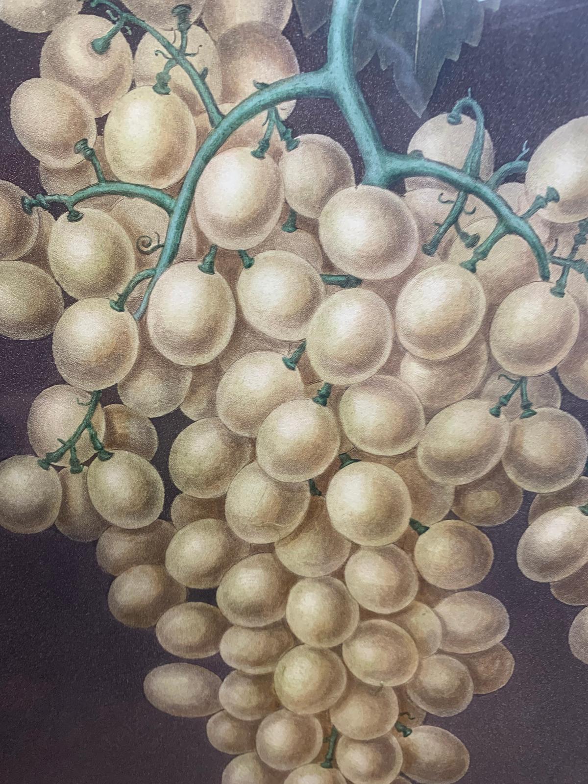 Pair of English Hand Colored Aquatint Engravings of Grapes by George Brookshaw For Sale 1