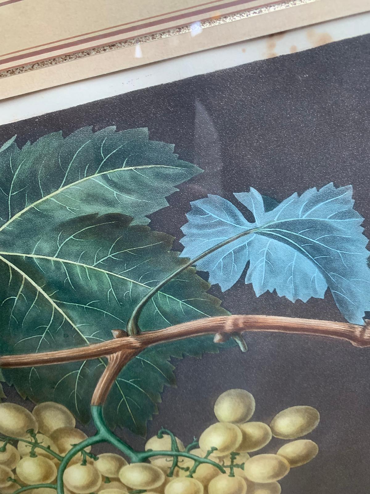 Pair of English Hand Colored Aquatint Engravings of Grapes by George Brookshaw For Sale 2