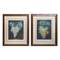 Pair of English Hand Colored Aquatint Engravings of Grapes by George Brookshaw