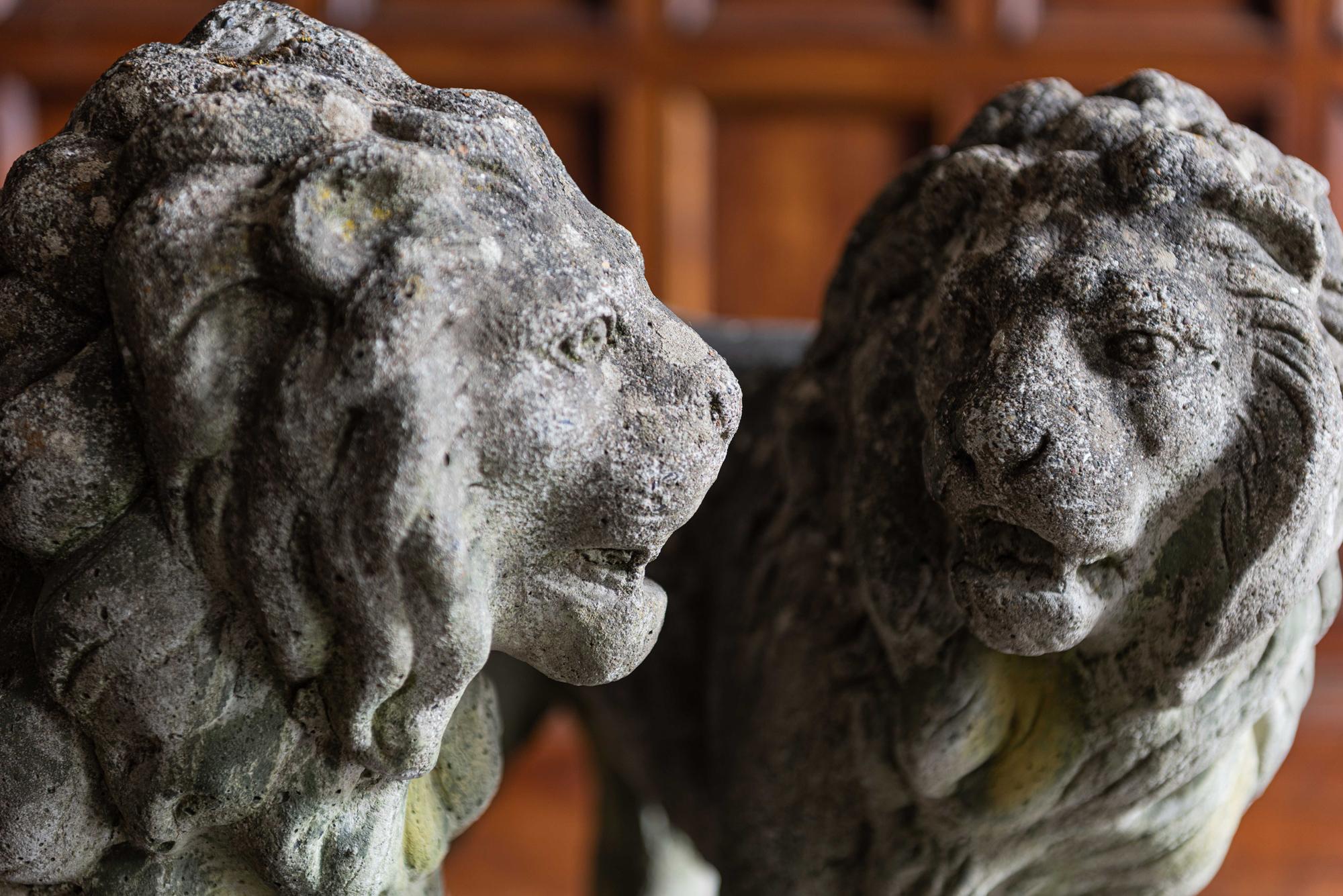 Pair of English Large Cast Stone Medici Lions, circa 1910 6