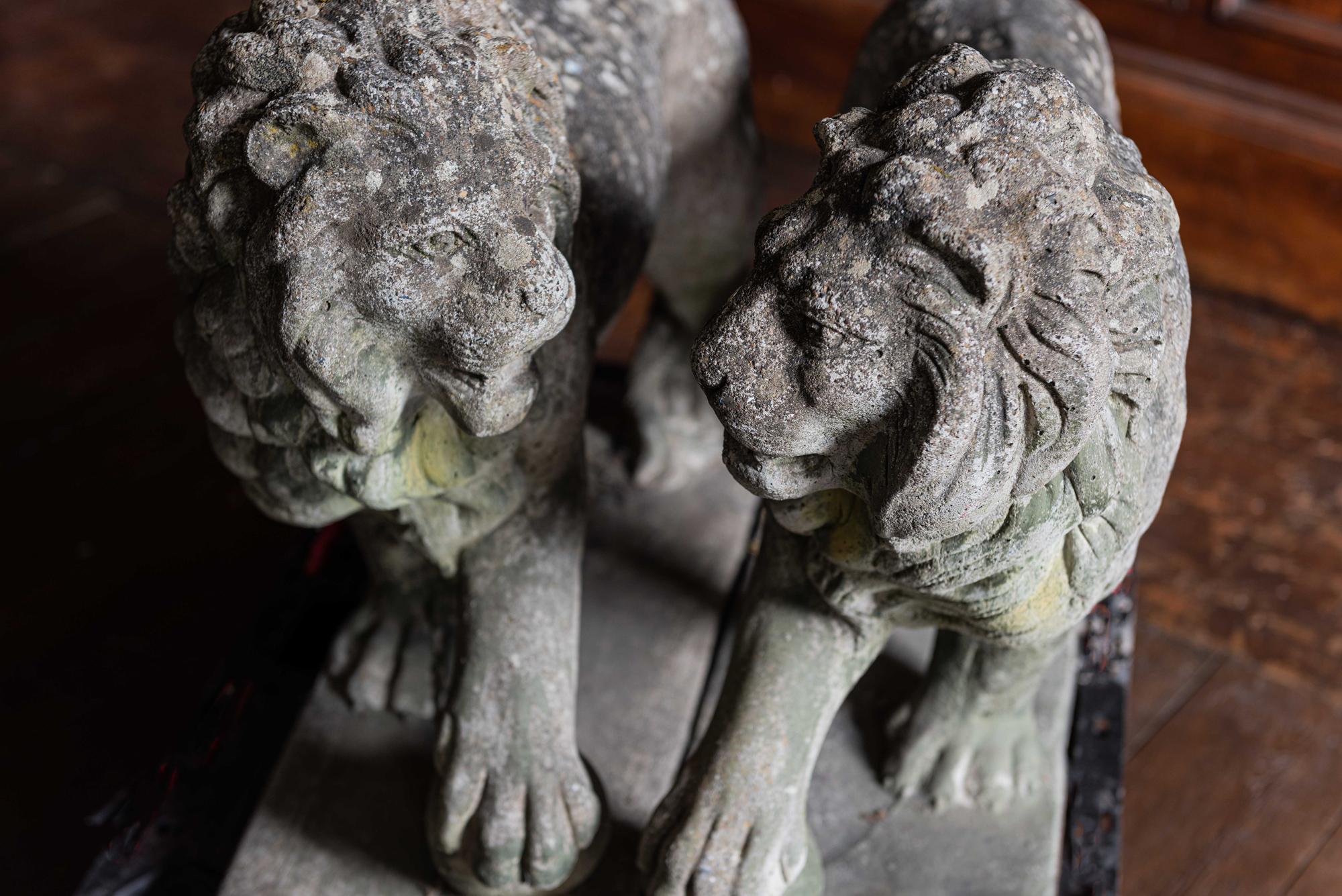 Pair of English Large Cast Stone Medici Lions, circa 1910 7