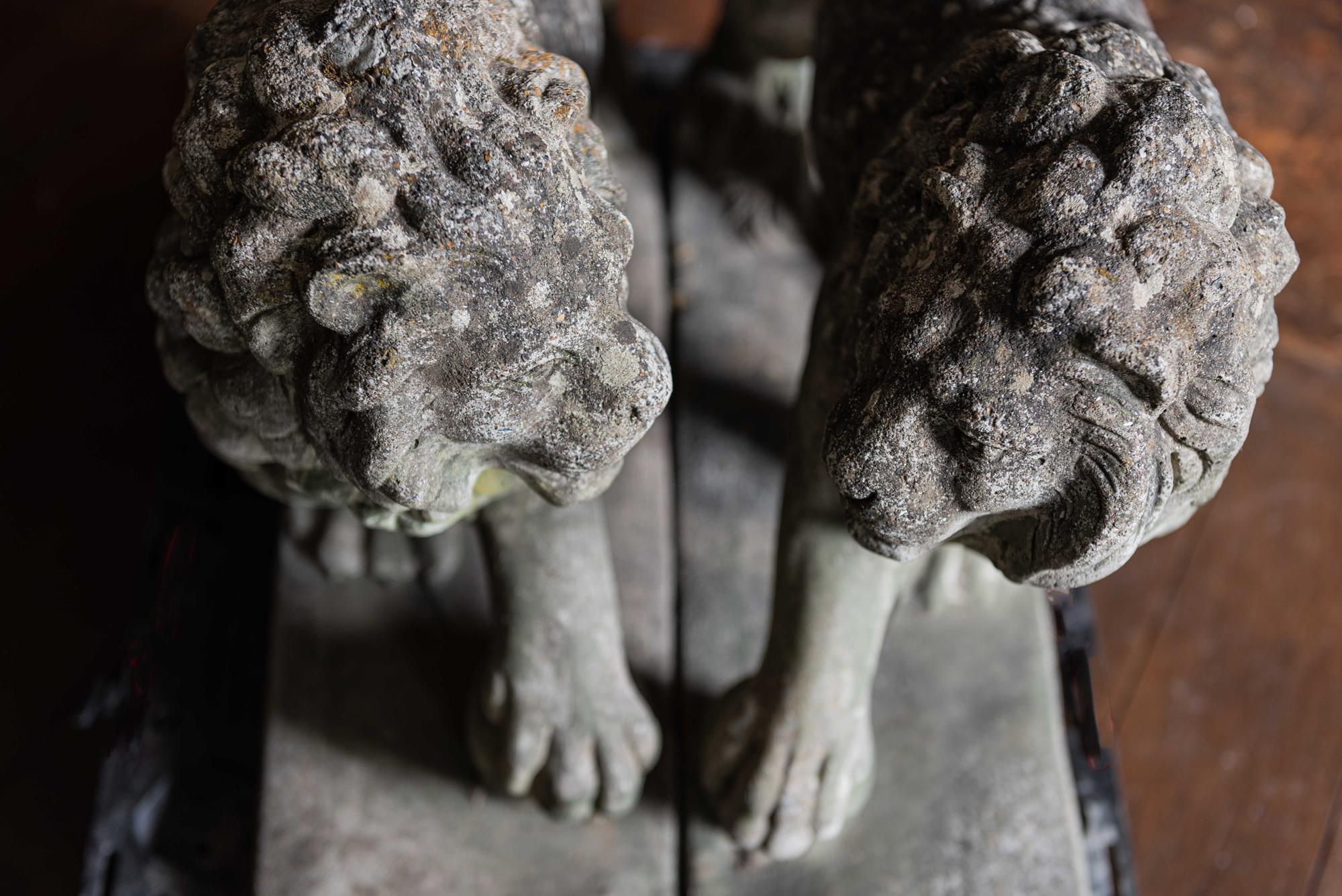 Pair of English Large Cast Stone Medici Lions, circa 1910 8