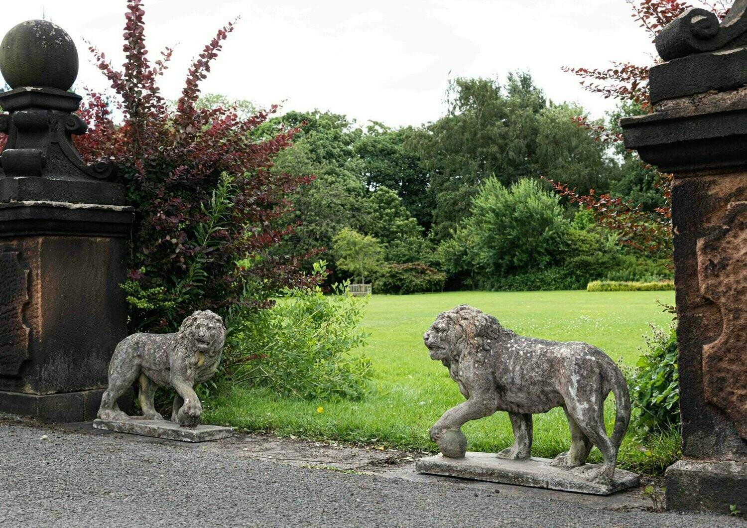 Pair of English Large Cast Stone Medici Lions, circa 1910 3