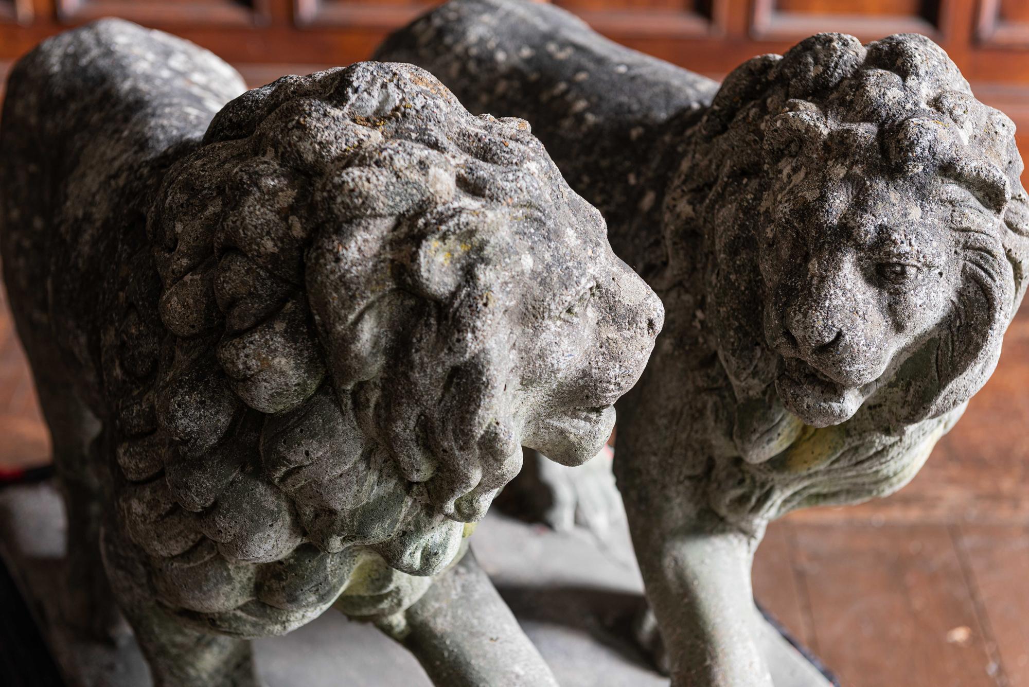 Pair of English Large Cast Stone Medici Lions, circa 1910 4