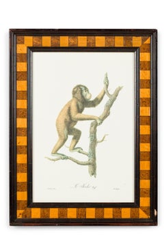 Pair of English Victorian Monkeys Prints