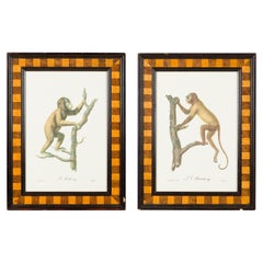 Pair of English Victorian Monkeys Prints