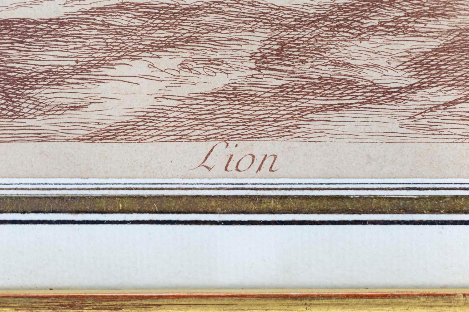 Other Pair of Engravings Figuring a Lion and a Lioness, 19th Century