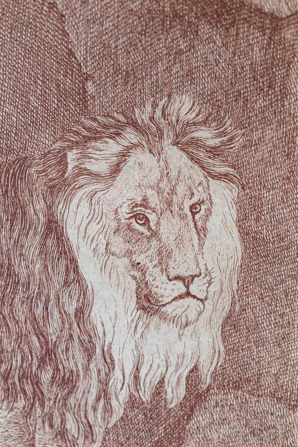 Pair of Engravings Figuring a Lion and a Lioness, 19th Century In Fair Condition In Saint-Ouen, FR