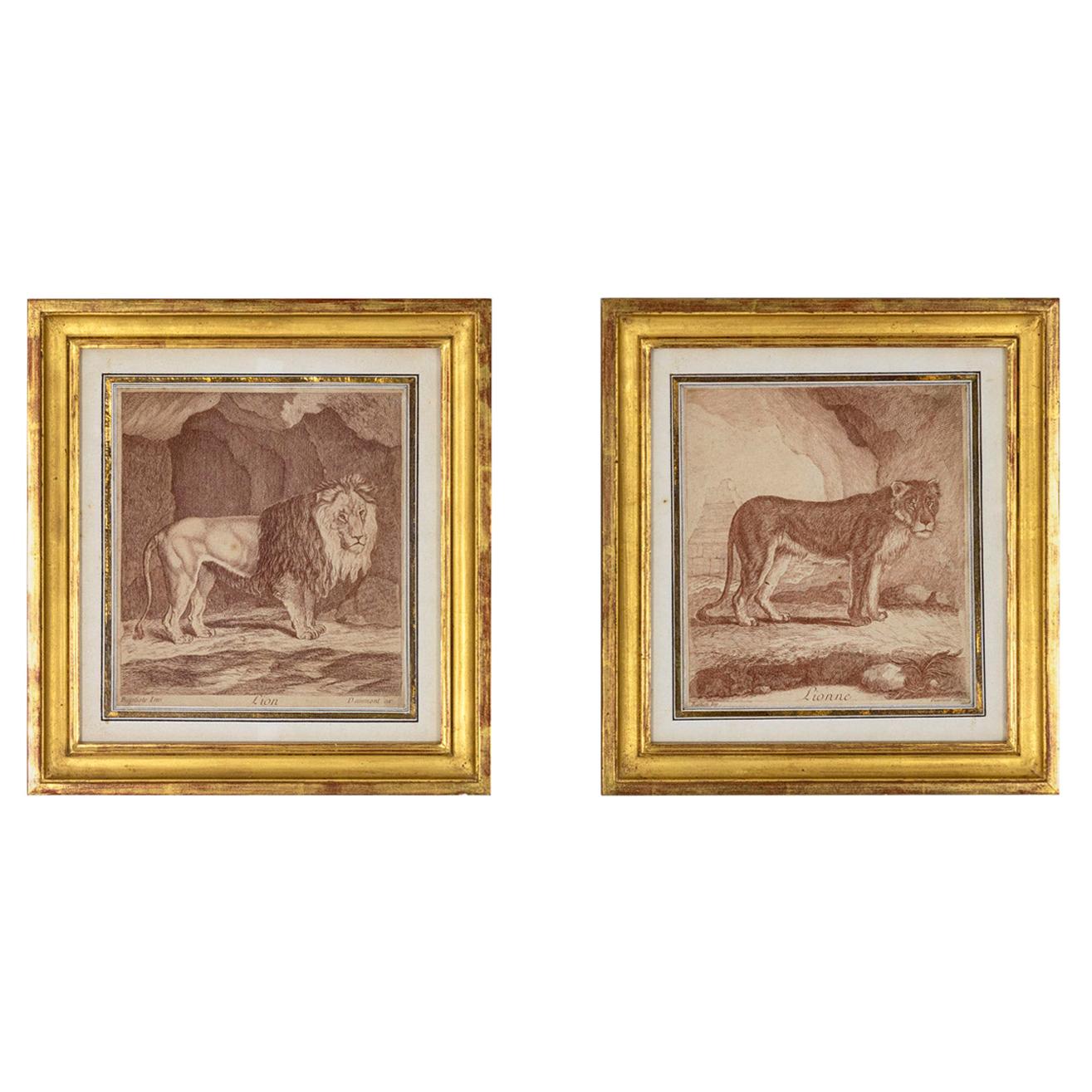 Pair of Engravings Figuring a Lion and a Lioness, 19th Century