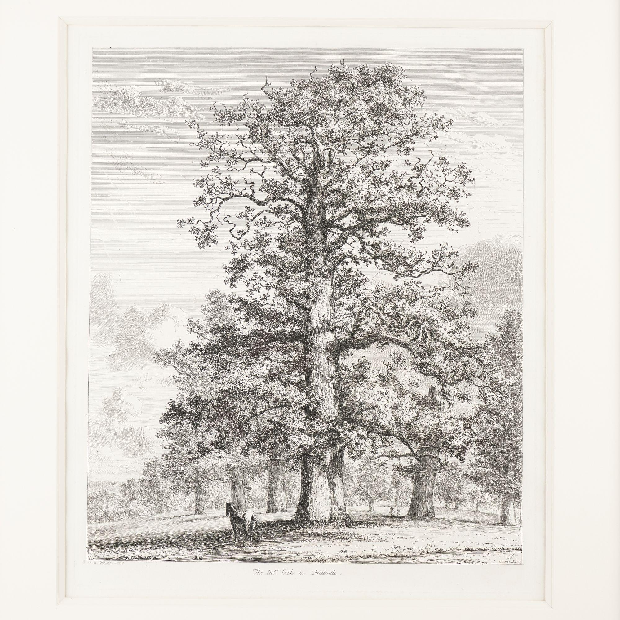 Pair of engravings of trees from 