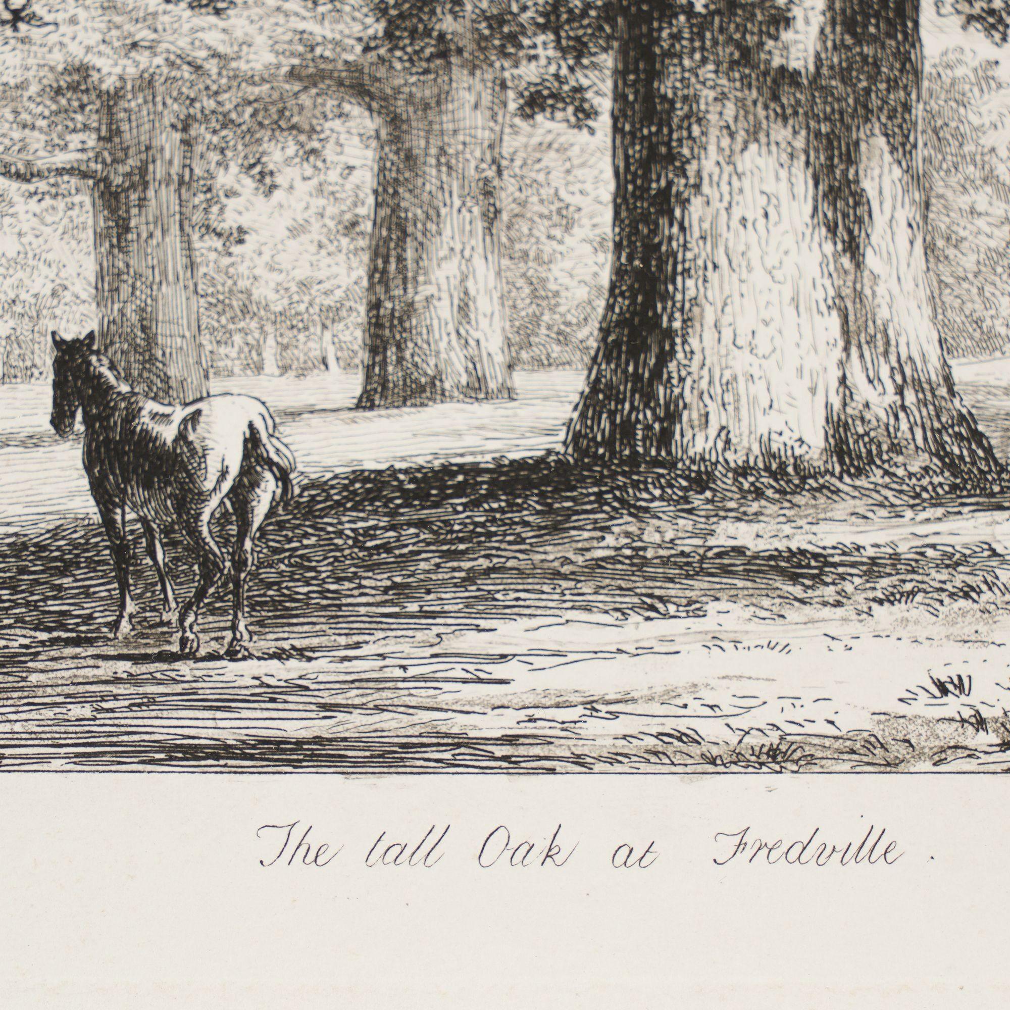 Pair of engravings of trees from 