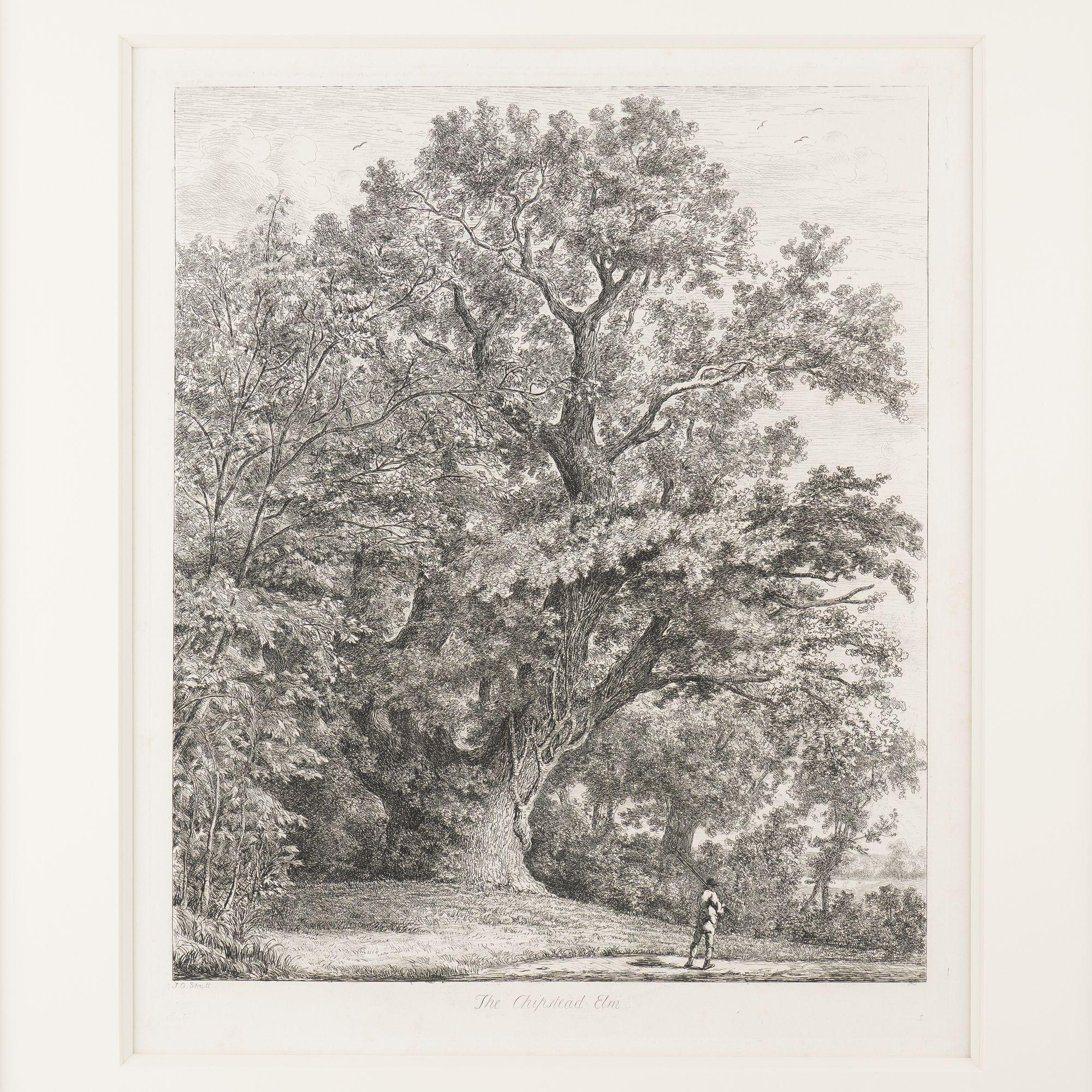 British Pair of engravings of trees from 
