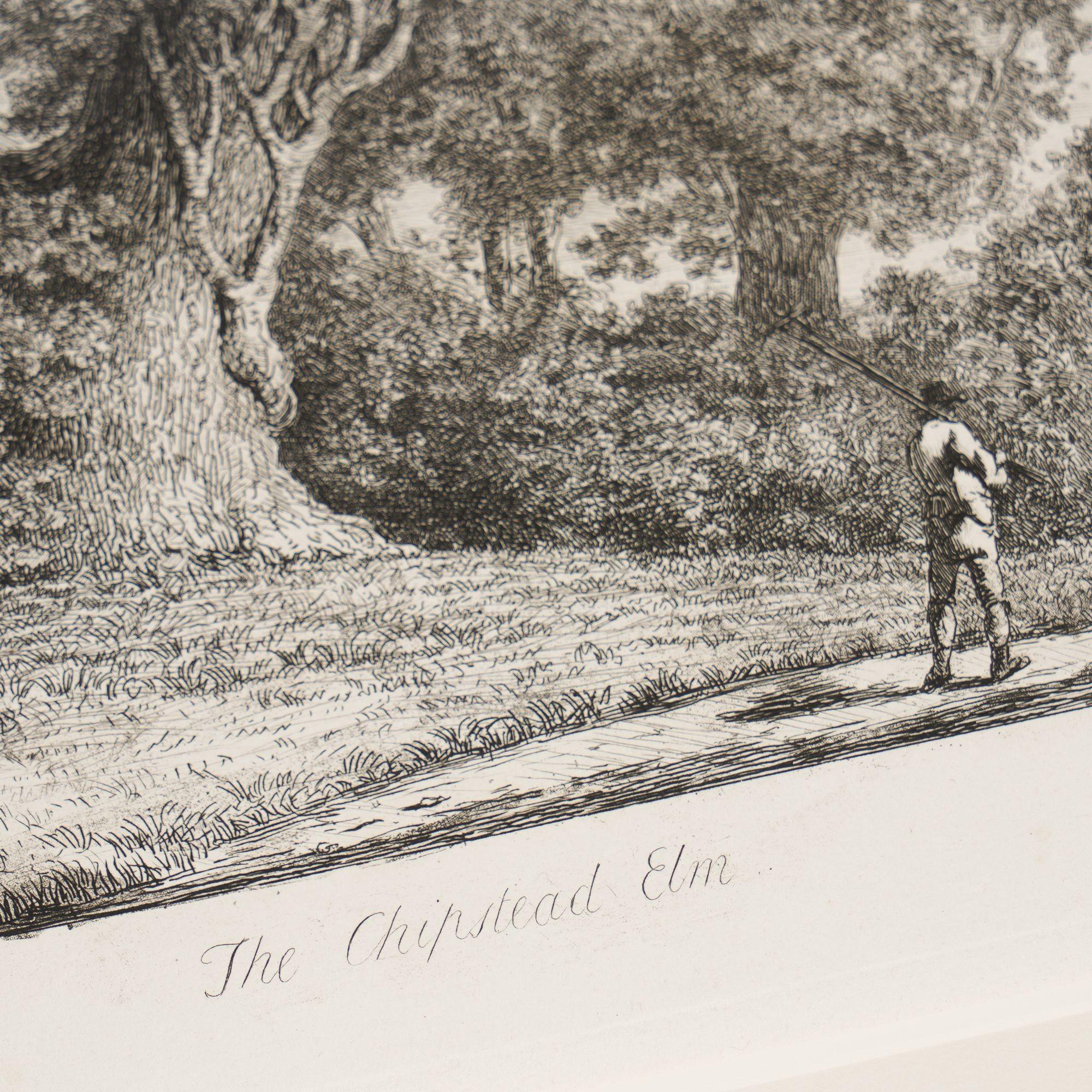 Paper Pair of engravings of trees from 
