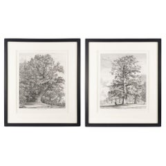 Pair of engravings of trees from "Sylva Britannica" by Jacob George Strutt, 1826