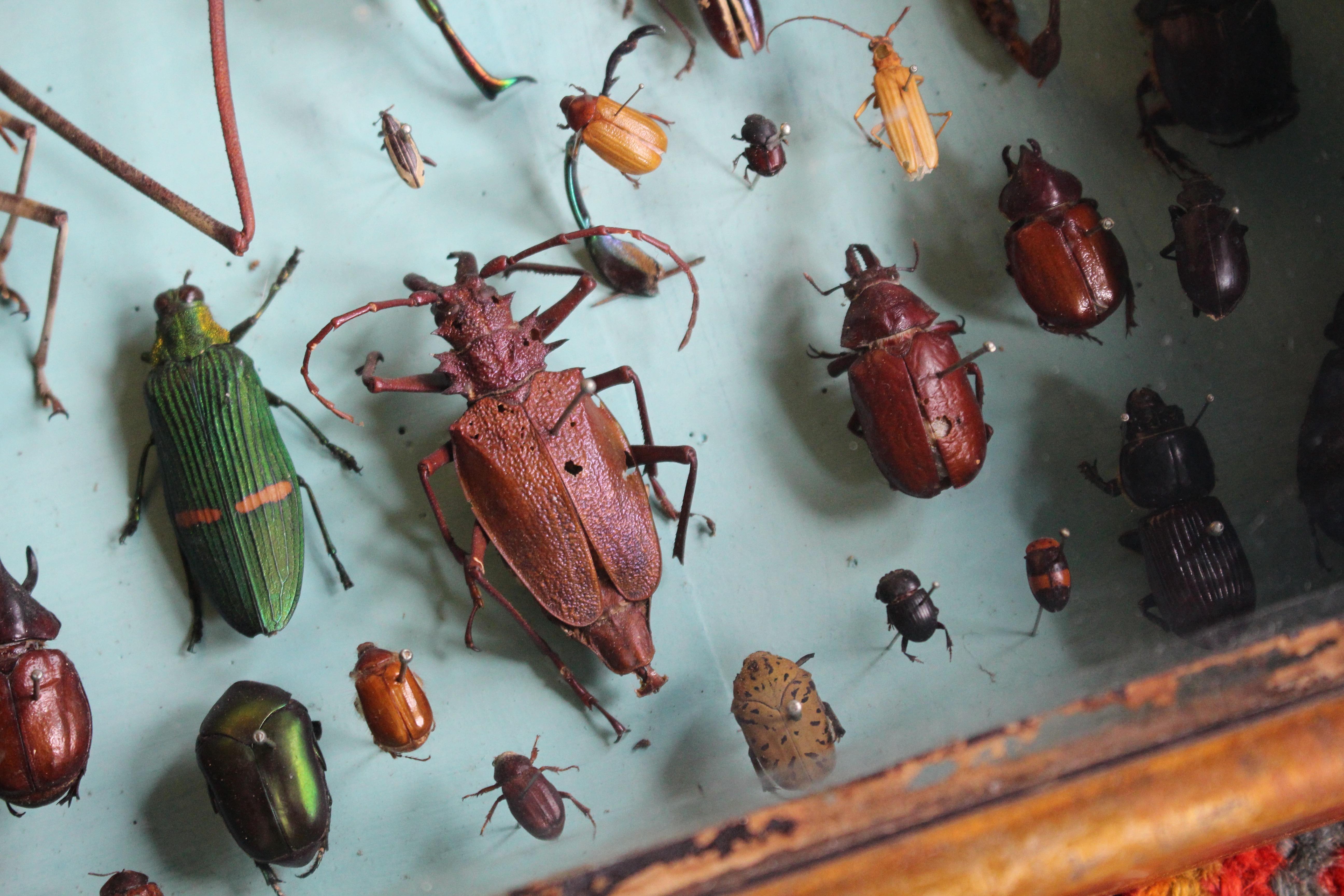 Paire de vitrines de spécimens d'entomologie par J AT&T Stockall London Taxidermy Curio en vente 4