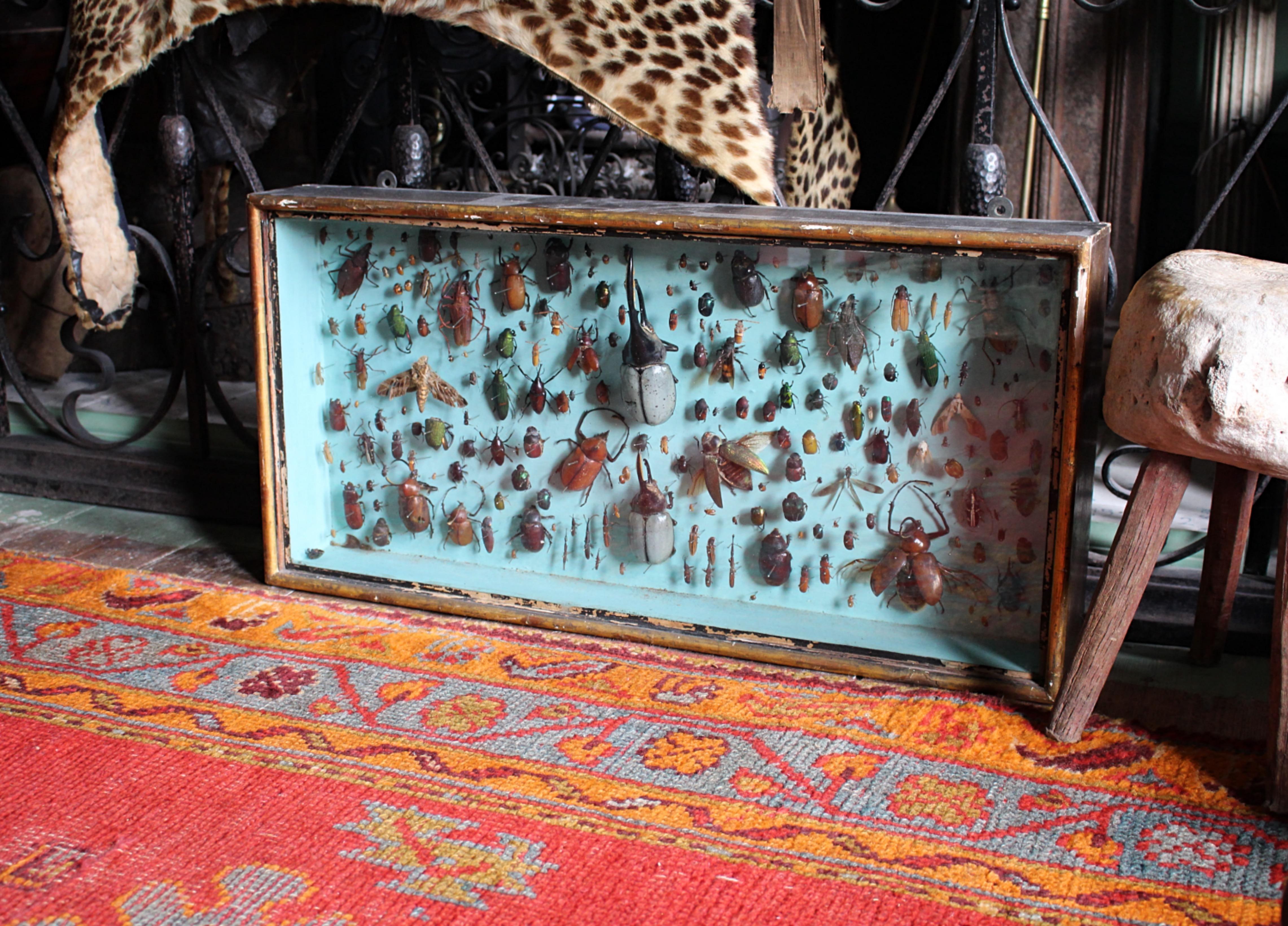 Paire de vitrines de spécimens d'entomologie par J AT&T Stockall London Taxidermy Curio en vente 6