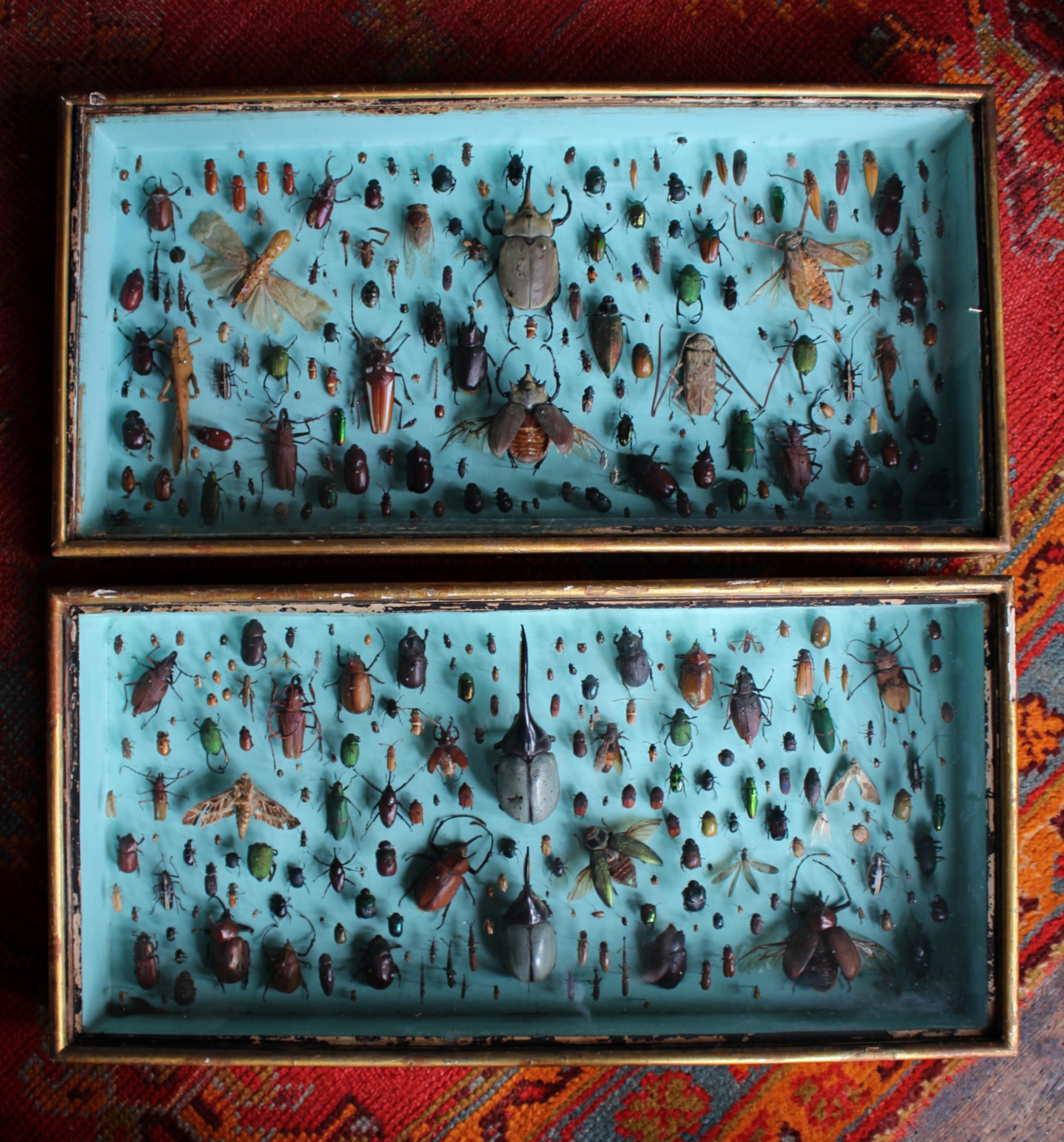 Paire de vitrines de spécimens d'entomologie par J AT&T Stockall London Taxidermy Curio en vente 8