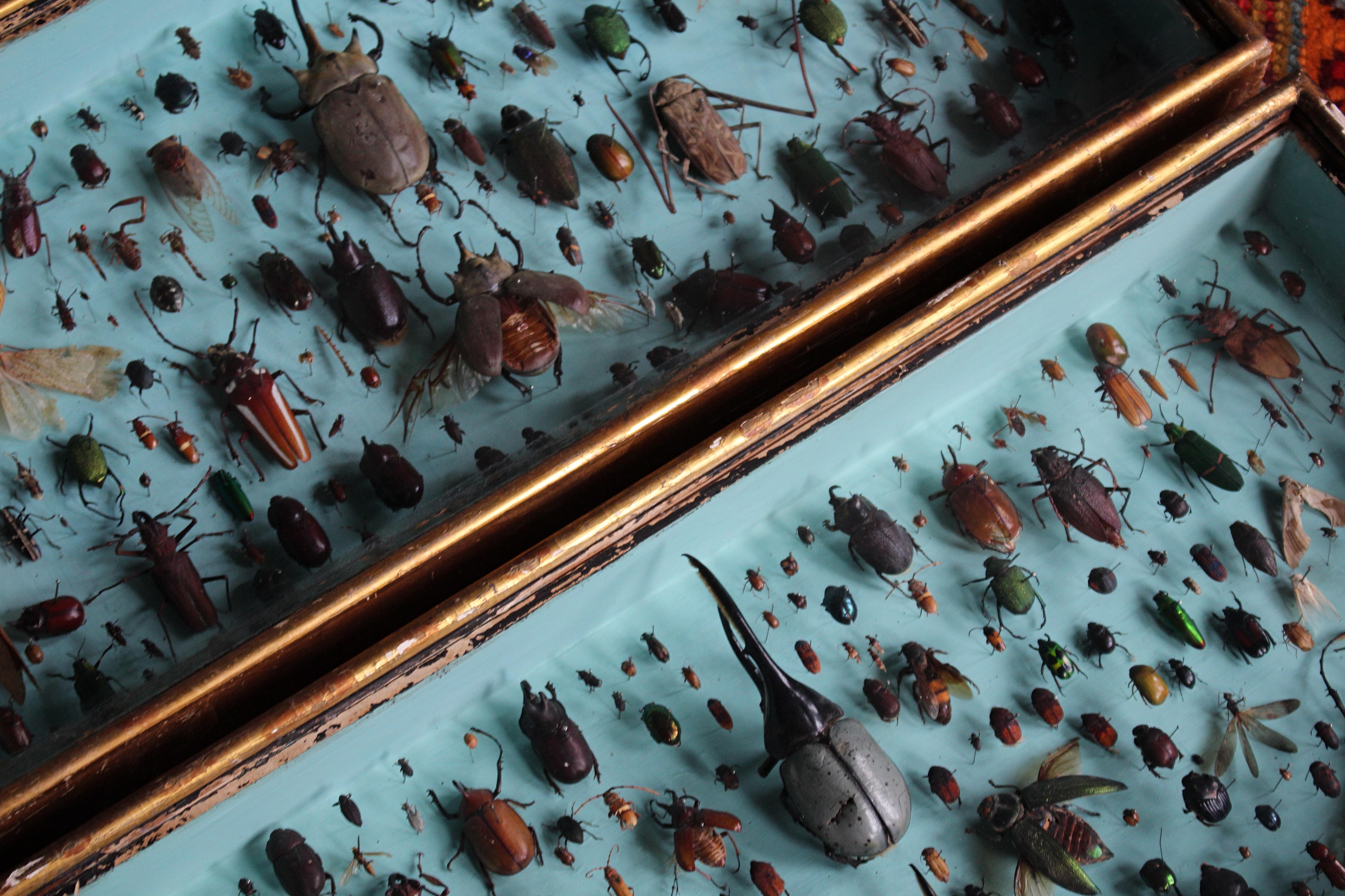 Paire de vitrines de spécimens d'entomologie par J AT&T Stockall London Taxidermy Curio en vente 9