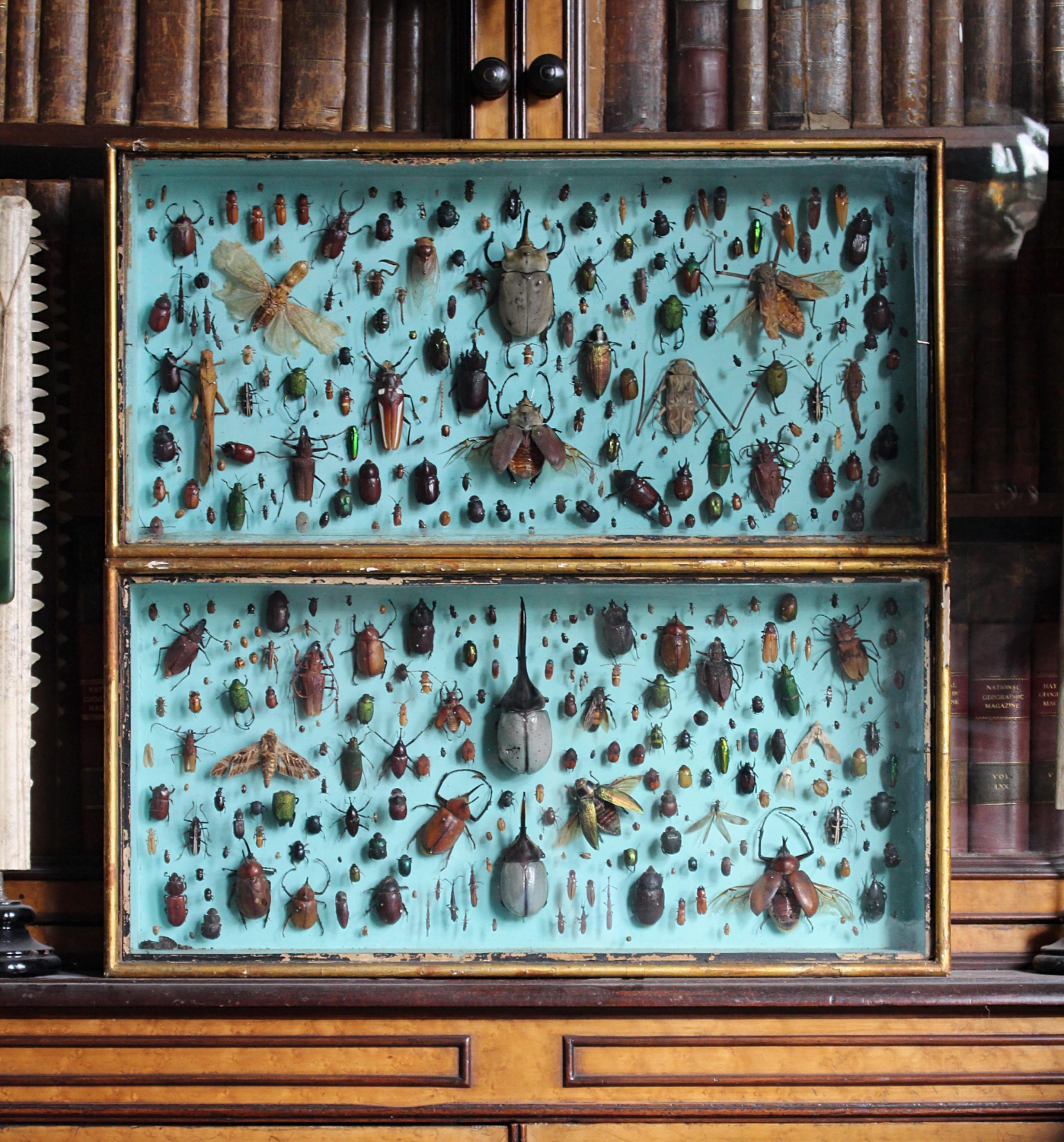 Paire de vitrines de spécimens d'entomologie par J AT&T Stockall London Taxidermy Curio en vente 10