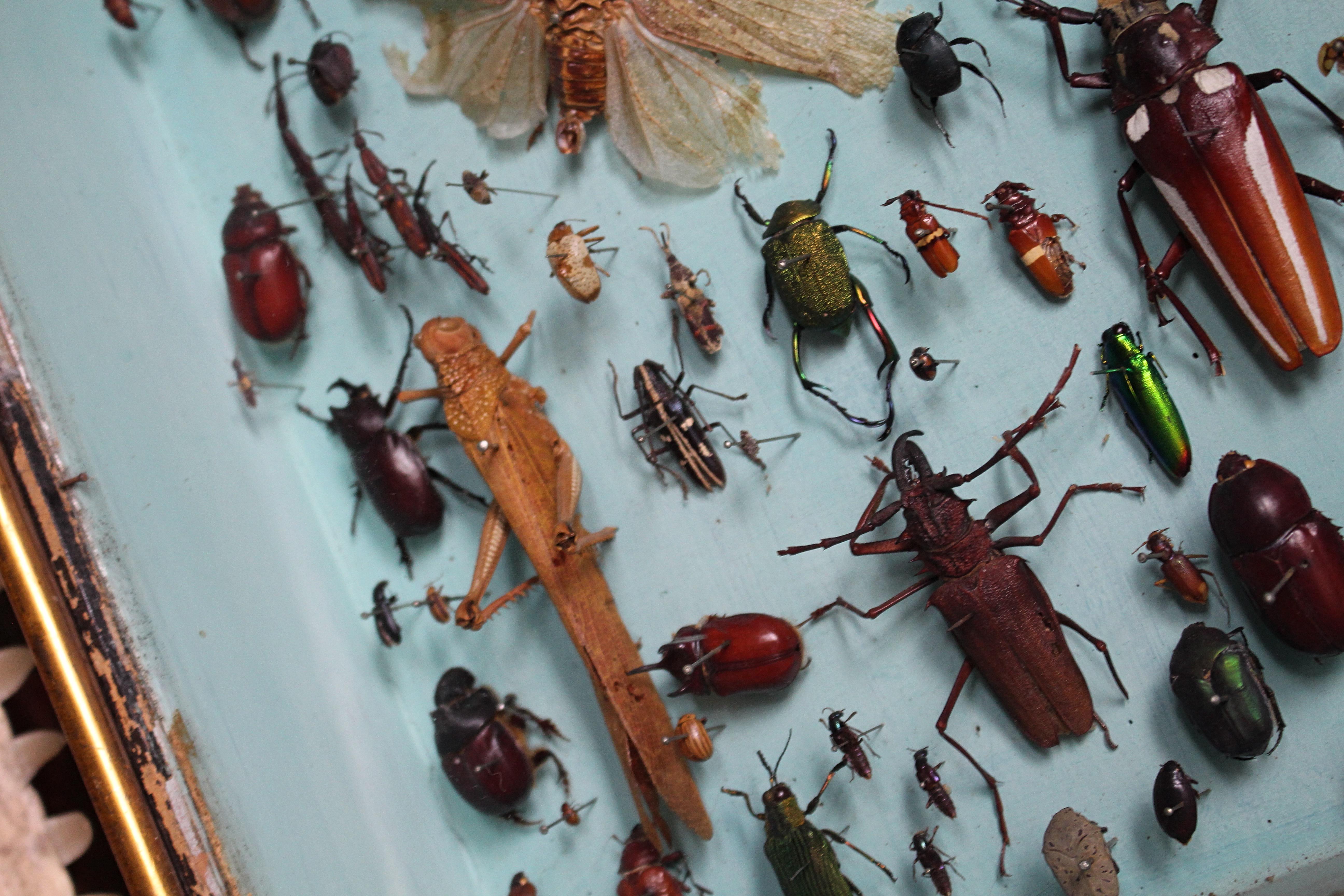 Paire de vitrines de spécimens d'entomologie par J AT&T Stockall London Taxidermy Curio en vente 11
