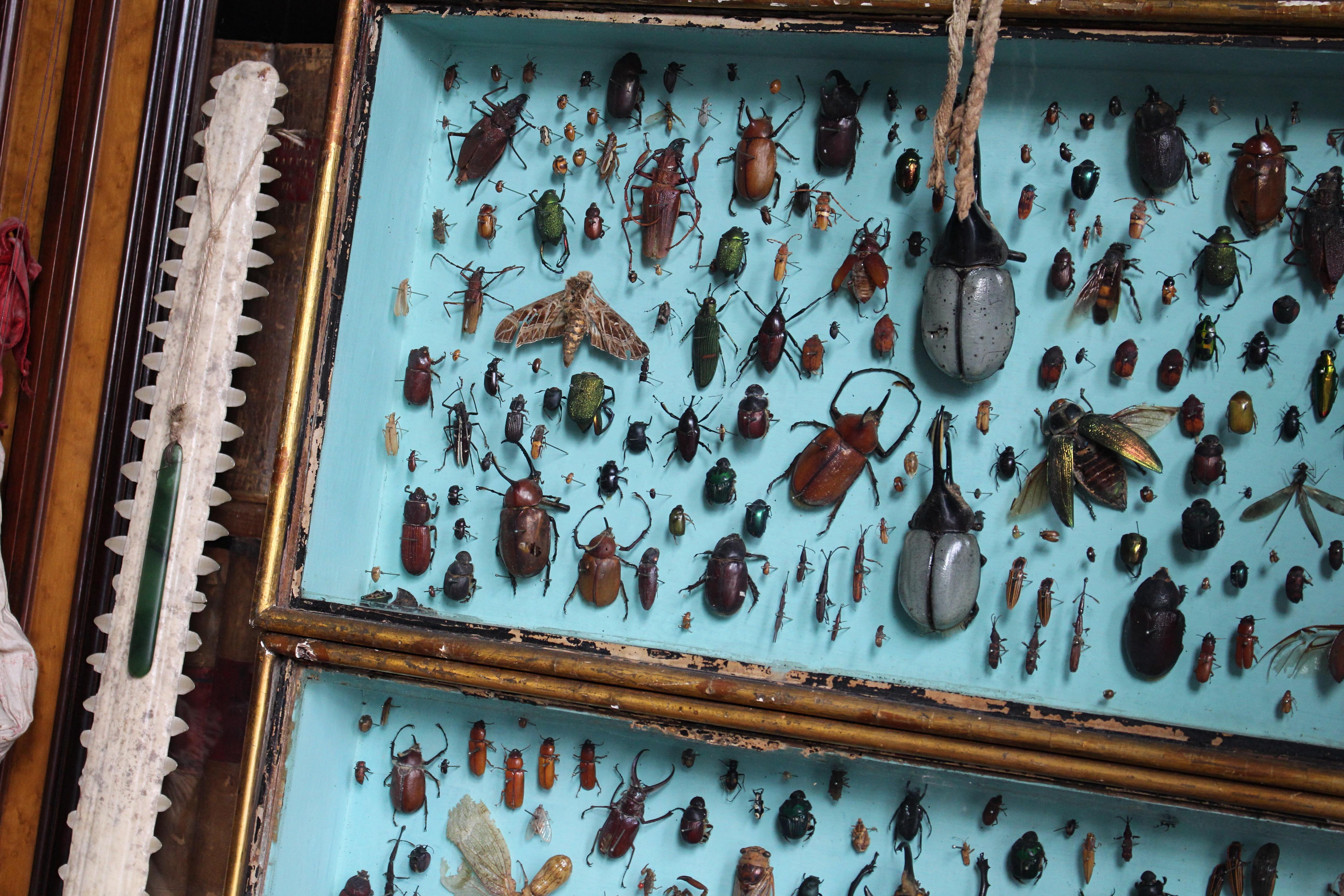 Anglais Paire de vitrines de spécimens d'entomologie par J AT&T Stockall London Taxidermy Curio en vente
