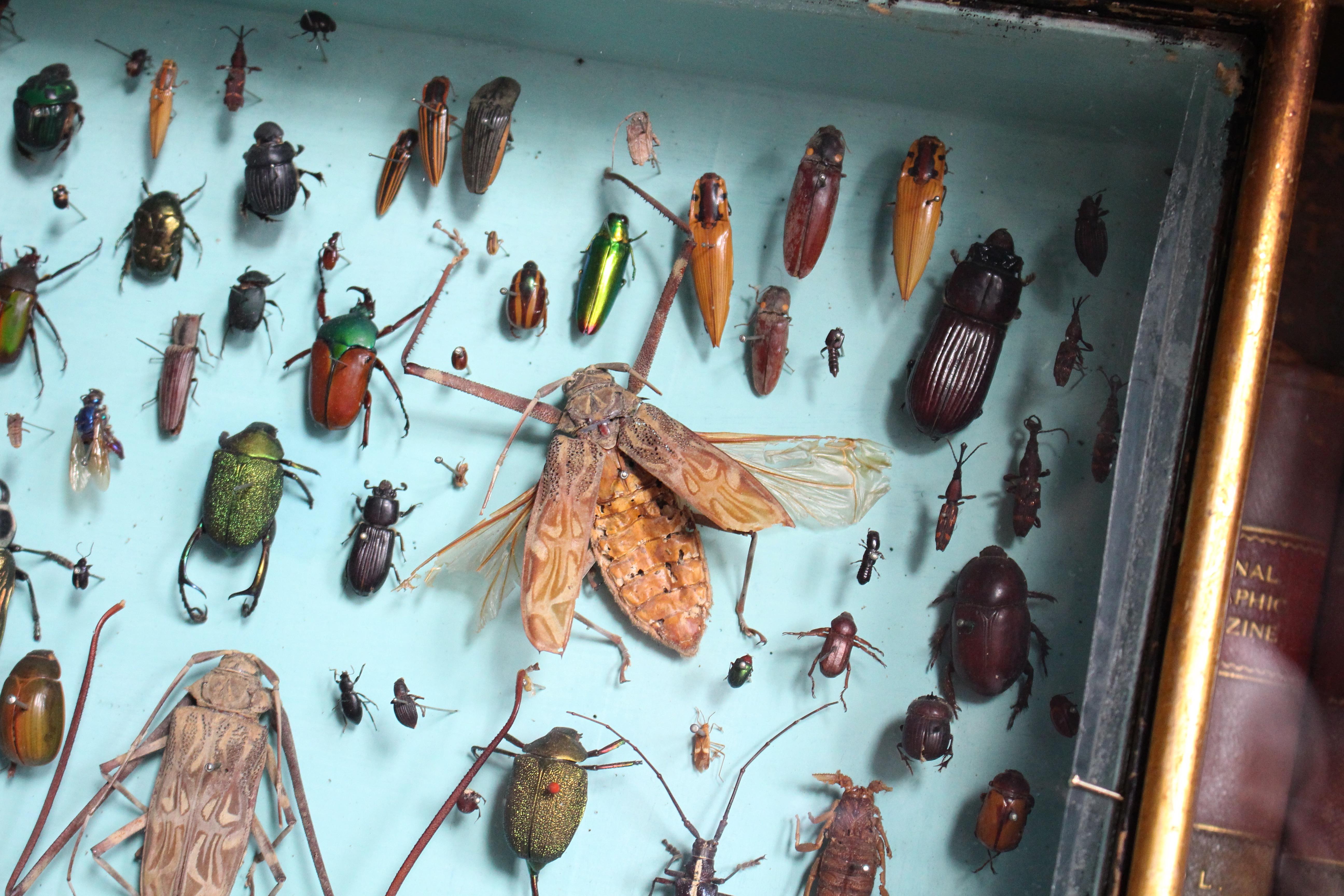 Paire de vitrines de spécimens d'entomologie par J AT&T Stockall London Taxidermy Curio Bon état - En vente à Lowestoft, GB
