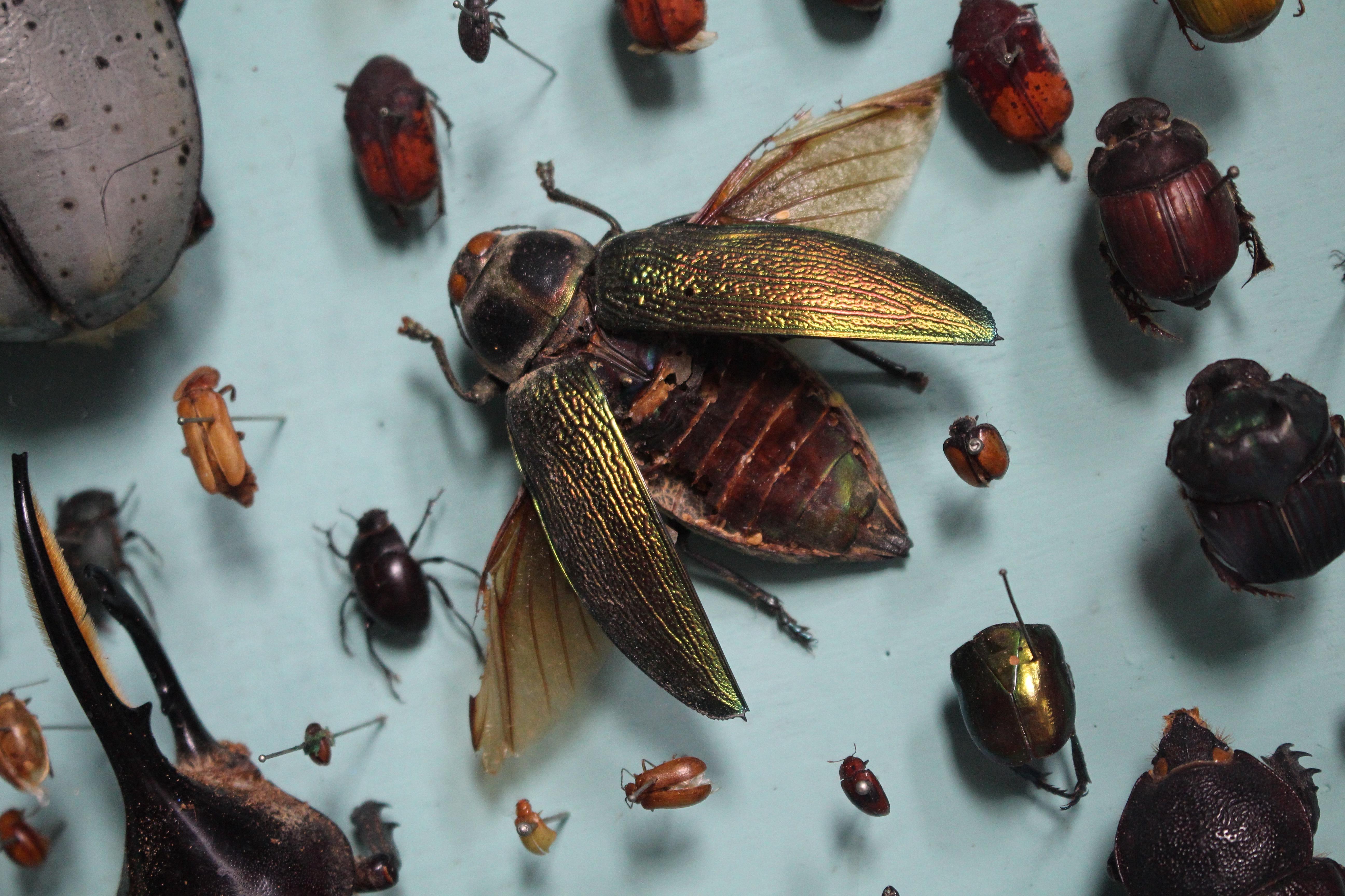 XIXe siècle Paire de vitrines de spécimens d'entomologie par J AT&T Stockall London Taxidermy Curio en vente