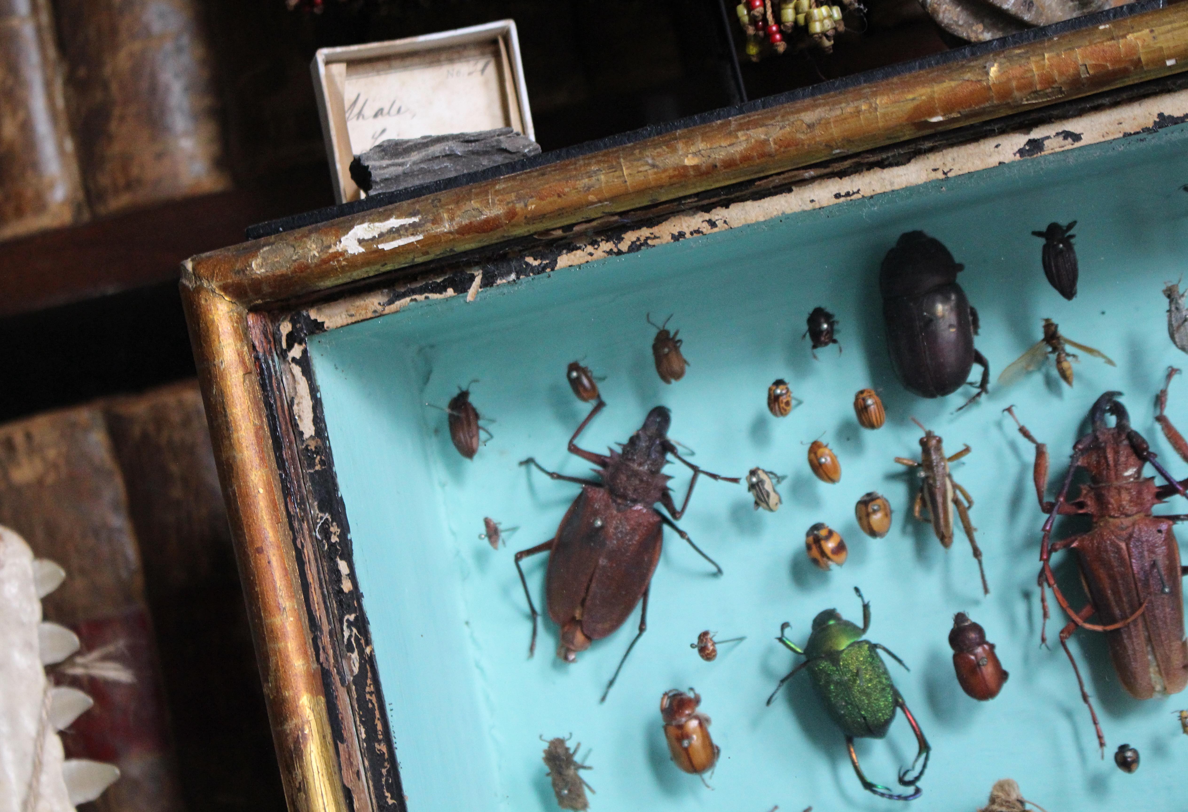 Fibre naturelle Paire de vitrines de spécimens d'entomologie par J AT&T Stockall London Taxidermy Curio en vente