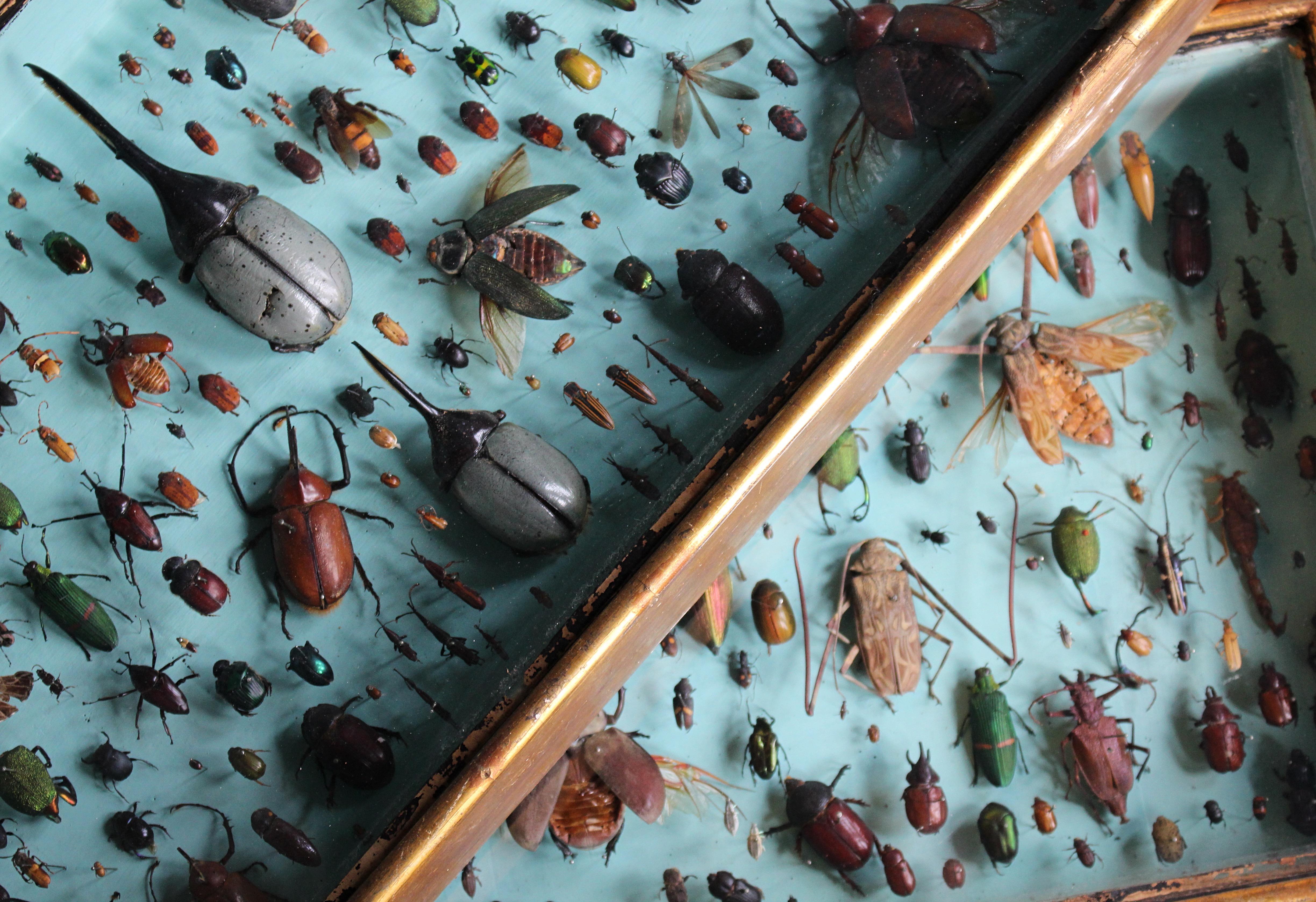 Paire de vitrines de spécimens d'entomologie par J AT&T Stockall London Taxidermy Curio en vente 1