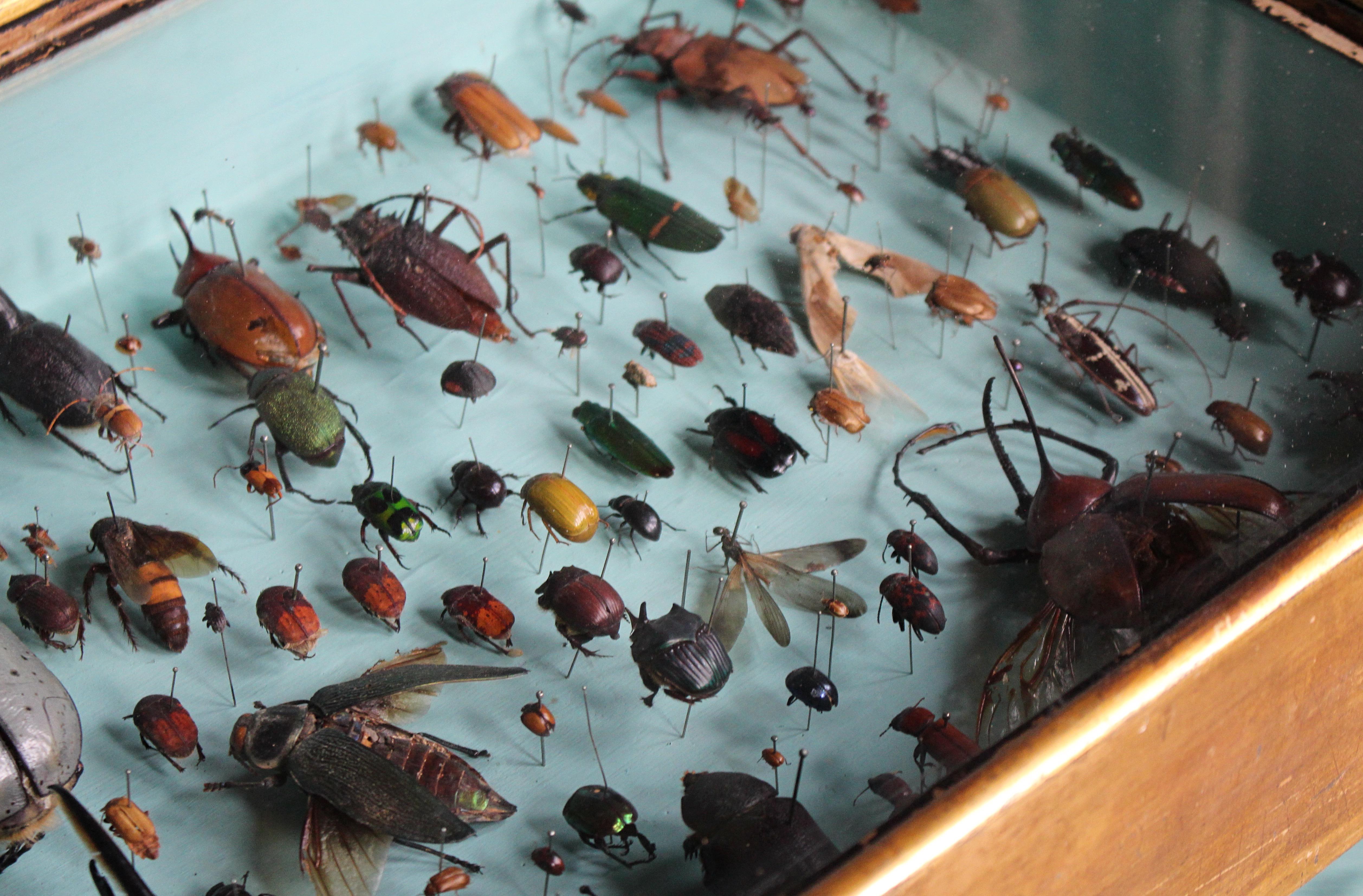 Paire de vitrines de spécimens d'entomologie par J AT&T Stockall London Taxidermy Curio en vente 2
