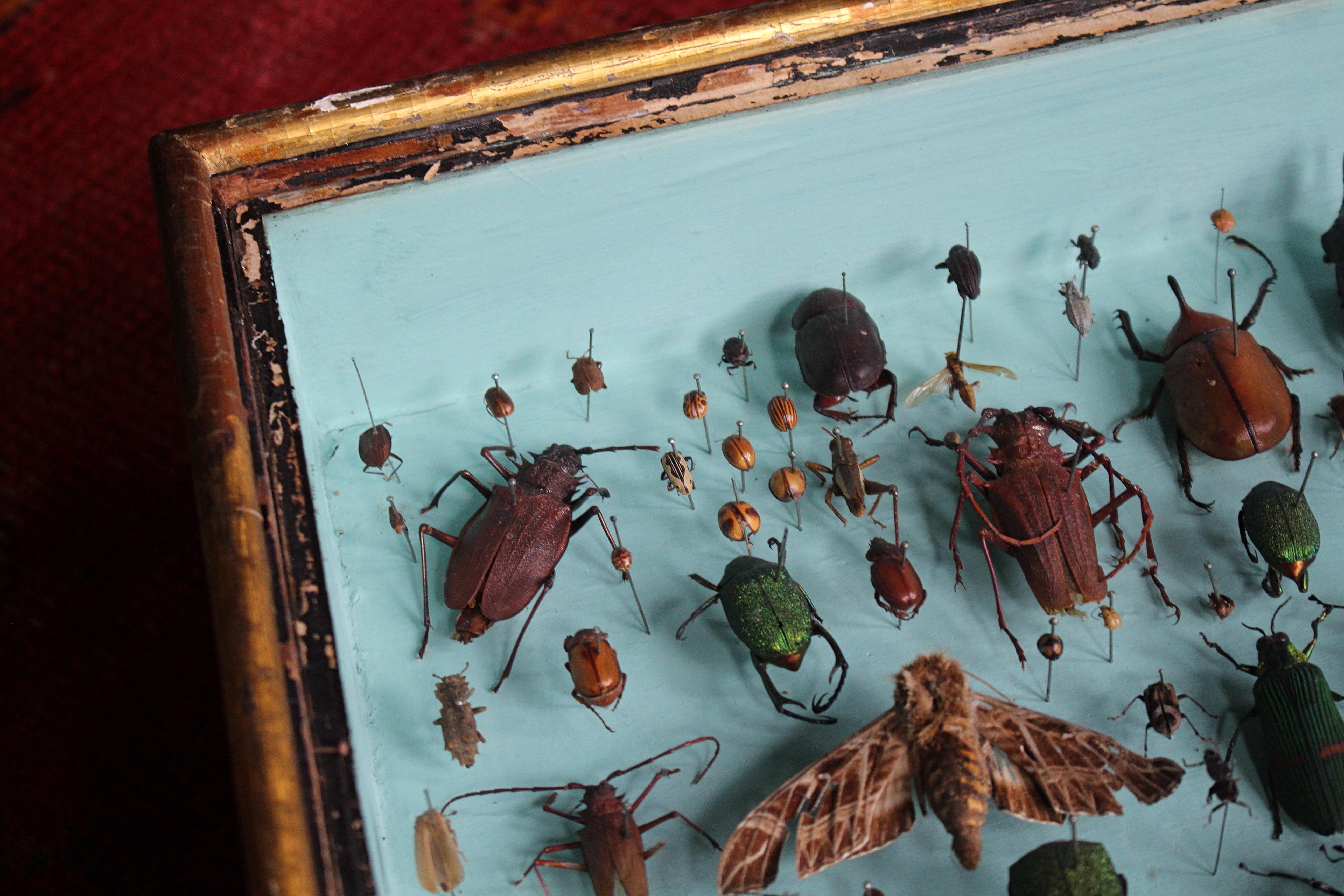 Paire de vitrines de spécimens d'entomologie par J AT&T Stockall London Taxidermy Curio en vente 3