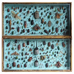 Paire de vitrines de spécimens d'entomologie par J AT&T Stockall London Taxidermy Curio