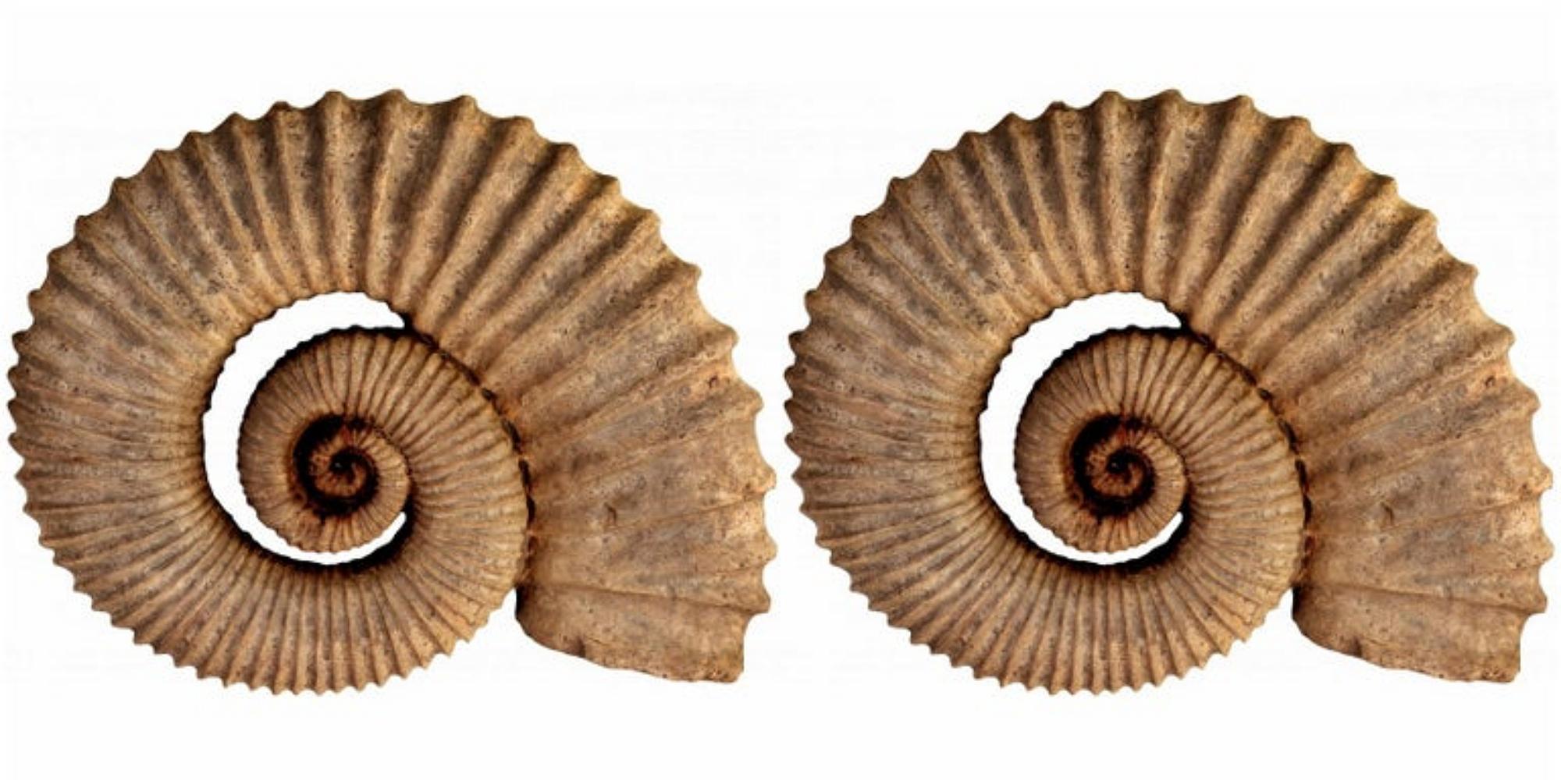 Moderne Paire de sculptures en terre cuite Ammonite éteromorphe du début du 20ème siècle en vente