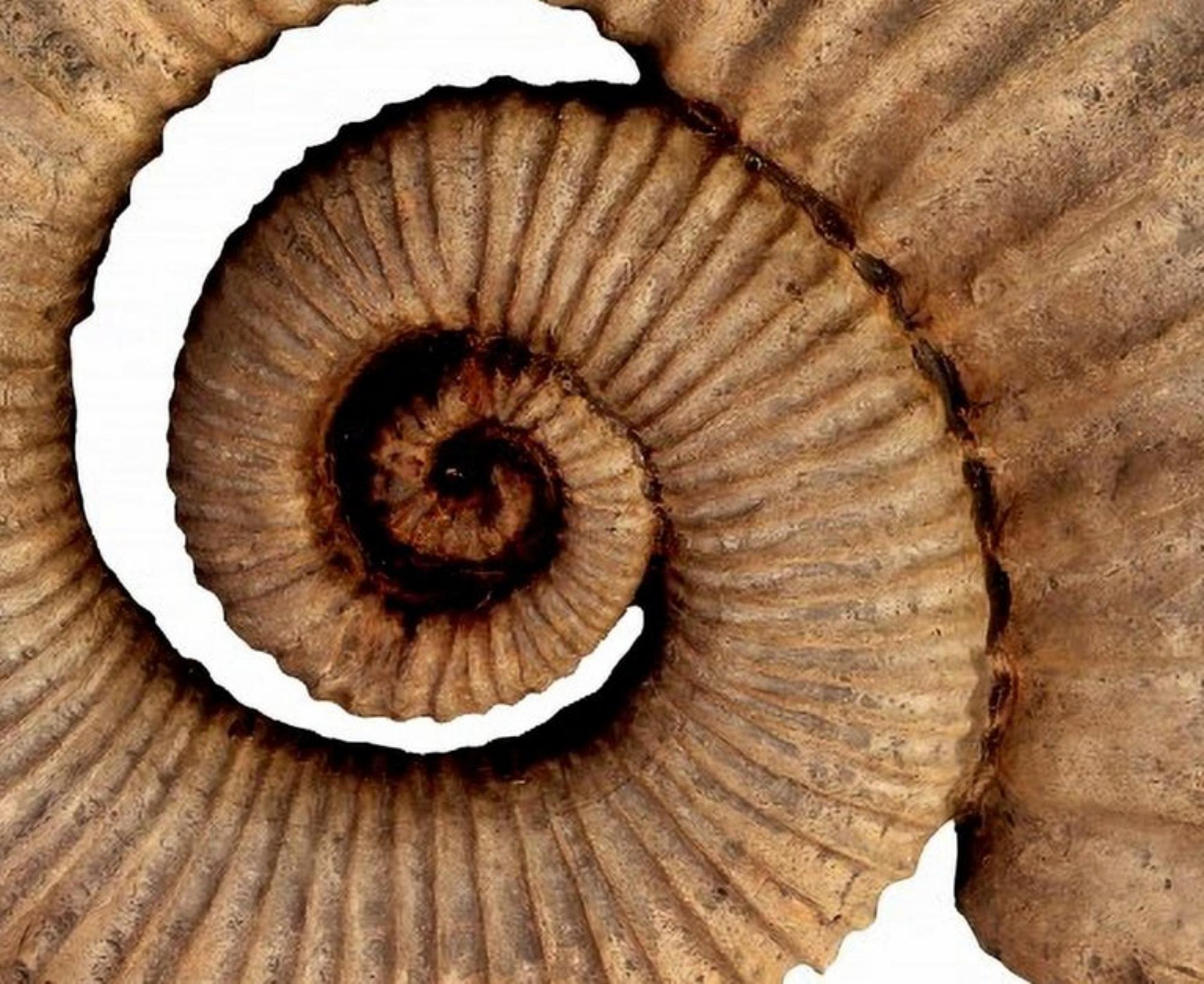 italien Paire de sculptures en terre cuite Ammonite éteromorphe du début du 20ème siècle en vente