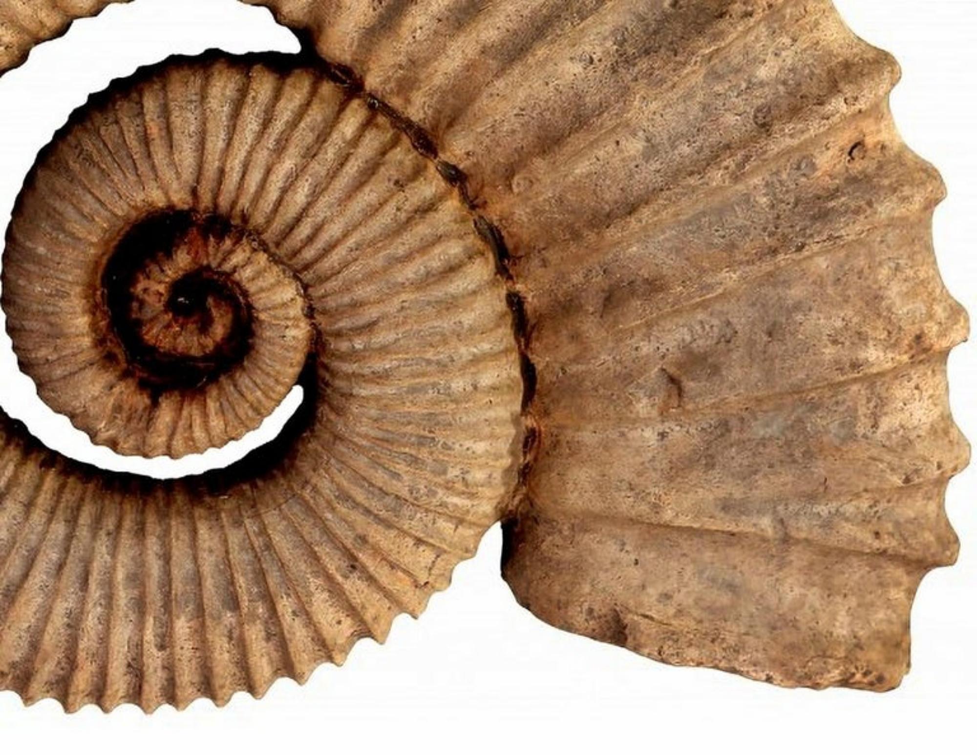 Fait main Paire de sculptures en terre cuite Ammonite éteromorphe du début du 20ème siècle en vente