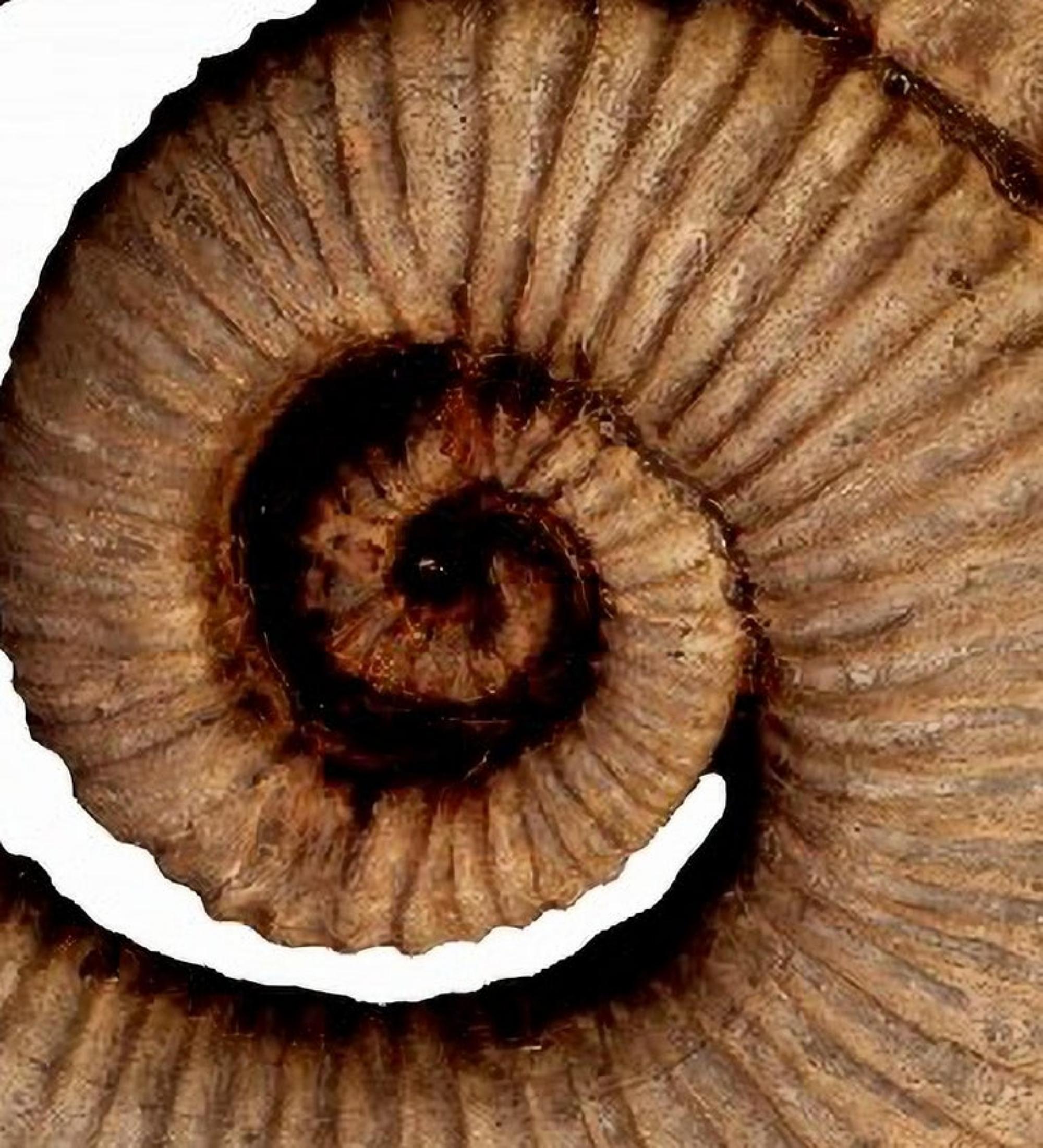 Paire de sculptures en terre cuite Ammonite éteromorphe du début du 20ème siècle Bon état - En vente à Madrid, ES