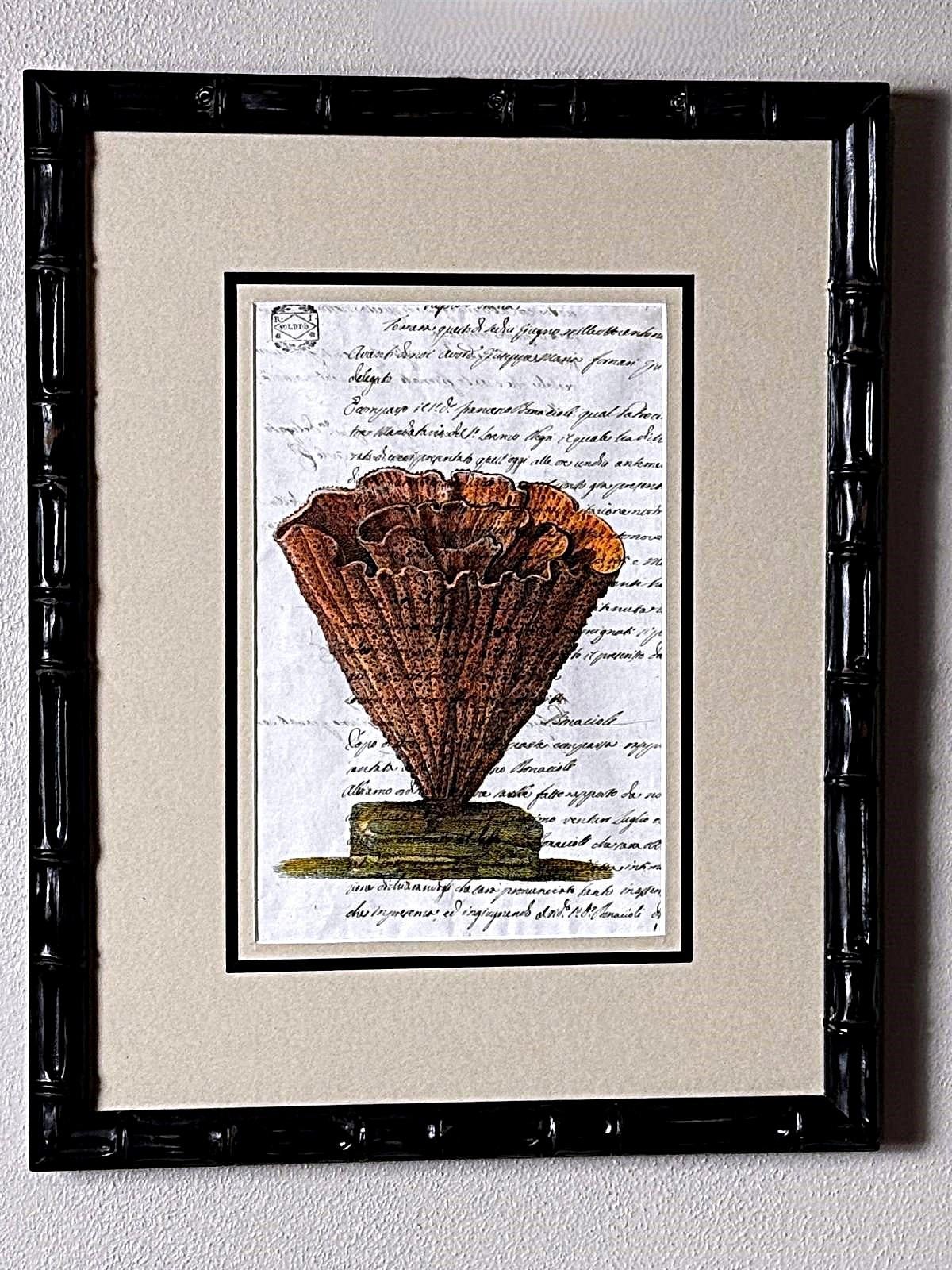 Paire de cadres en faux bambou avec impressions de coquillages italiens anciennes et texte non traduit. en vente 4