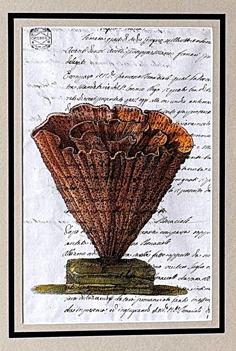 Paire de cadres en faux bambou avec impressions de coquillages italiens anciennes et texte non traduit. en vente 5