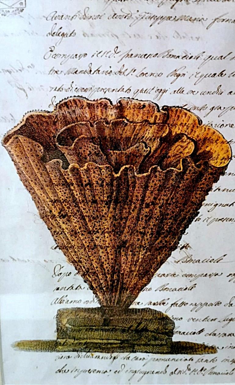 Paire de cadres en faux bambou avec impressions de coquillages italiens anciennes et texte non traduit. en vente 6