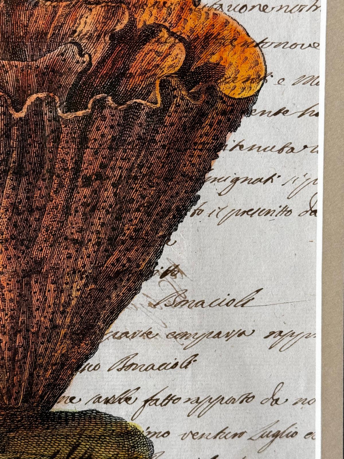 Paire de cadres en faux bambou avec impressions de coquillages italiens anciennes et texte non traduit. en vente 7