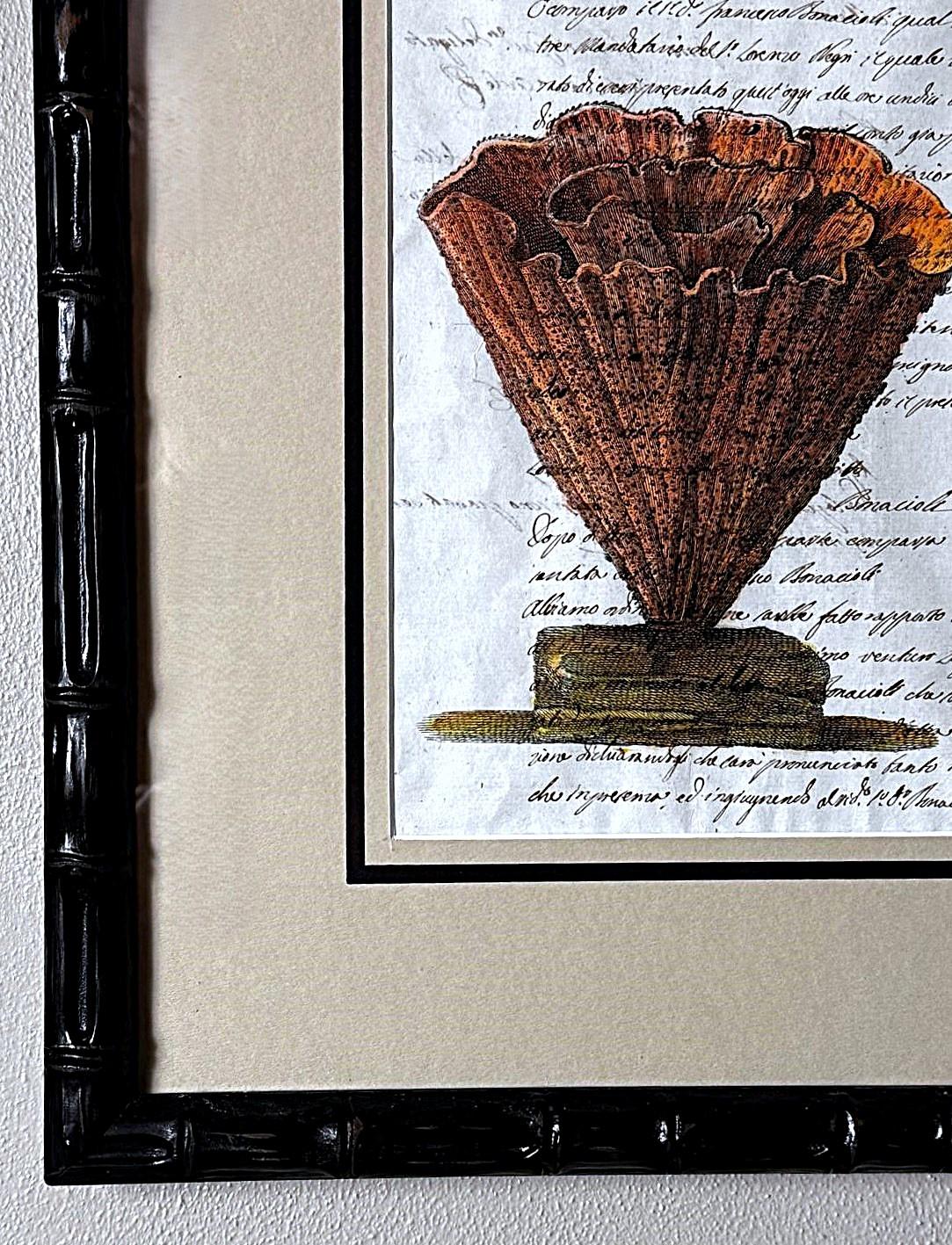 Paire de cadres en faux bambou avec impressions de coquillages italiens anciennes et texte non traduit. en vente 9