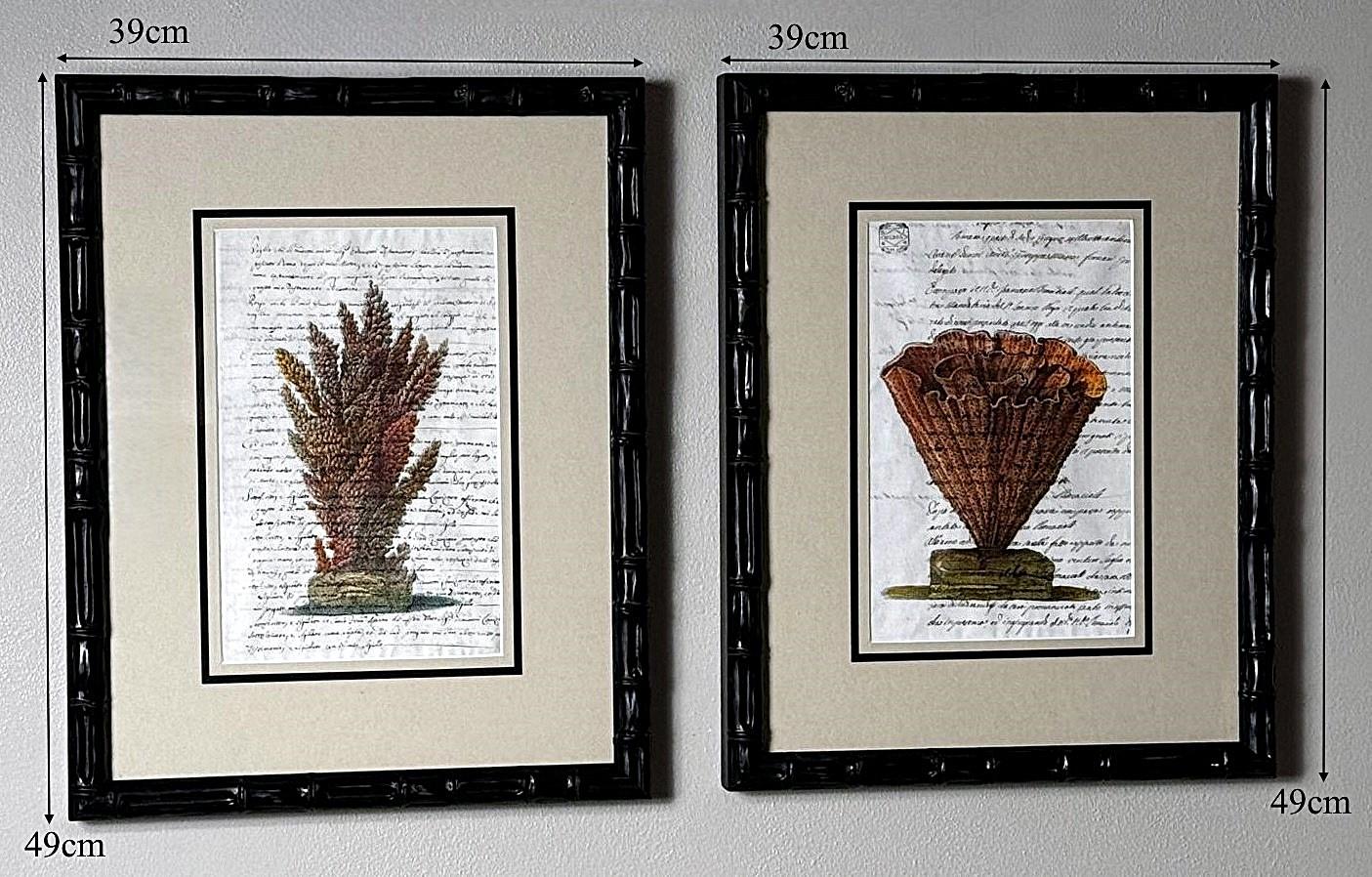 Paire de cadres en faux bambou avec impressions de coquillages italiens anciennes et texte non traduit. en vente 12